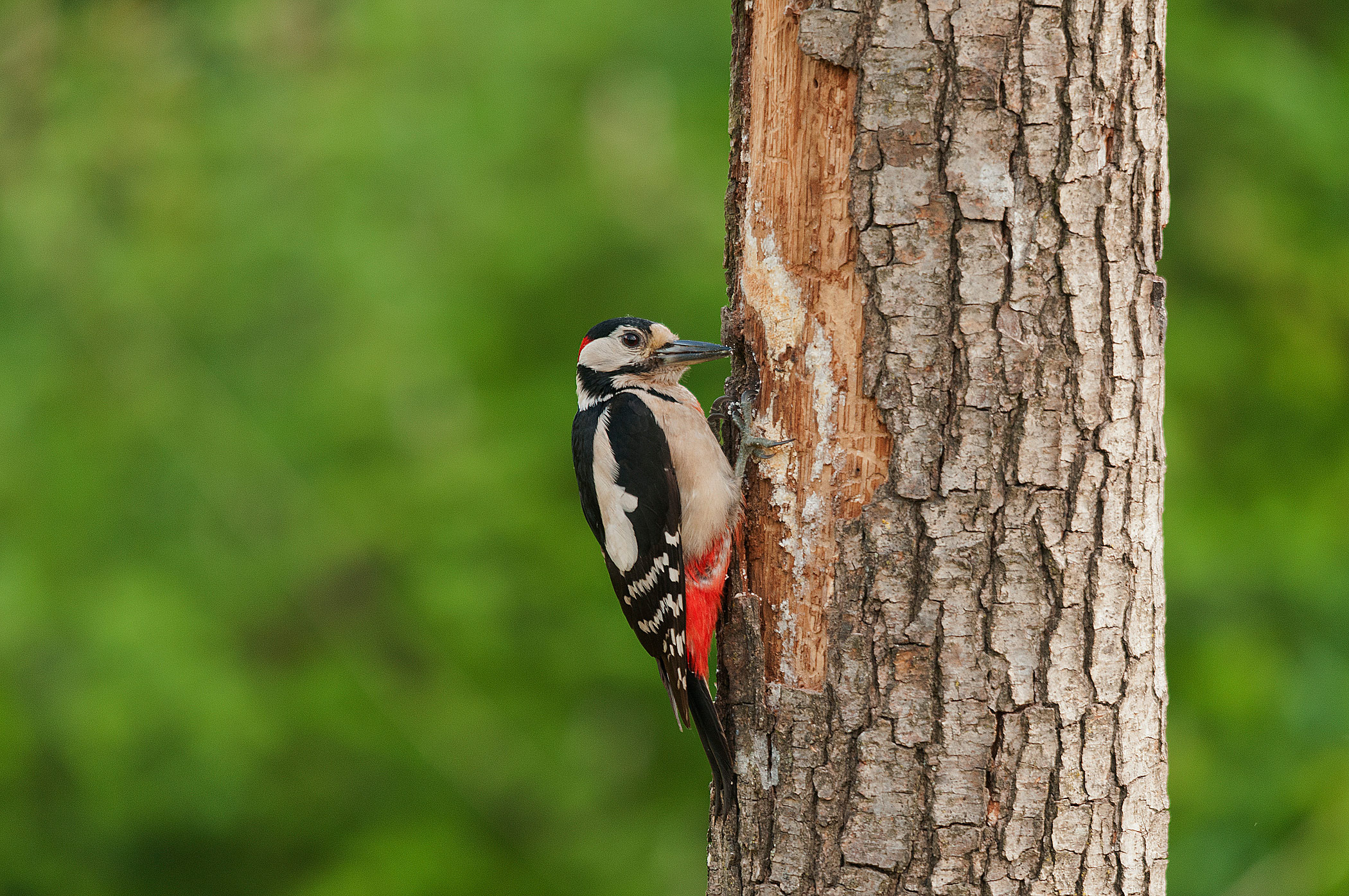 Picchio rosso maggiore
