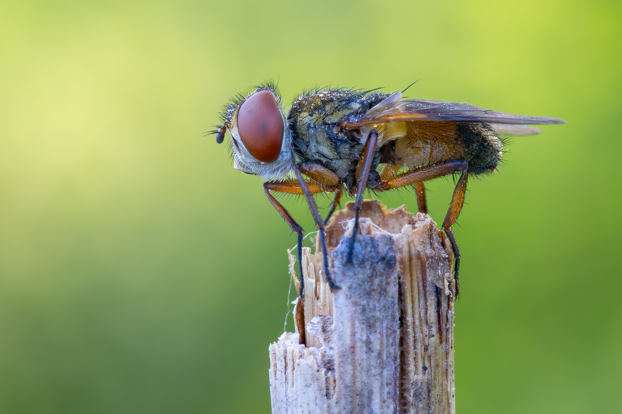 Ectophasia crassipennis