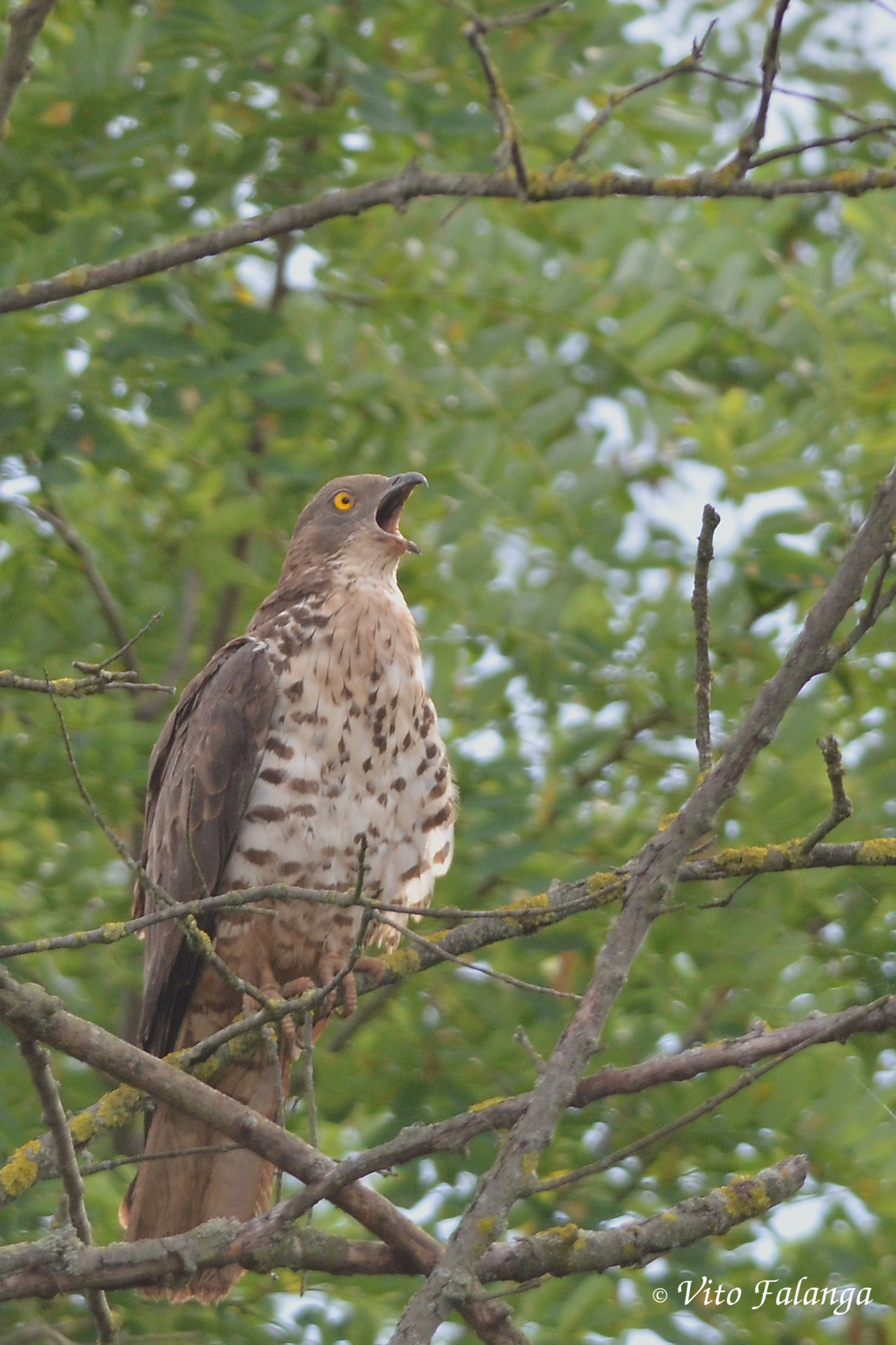Falco pecchiaiolo - Pernis apivorus