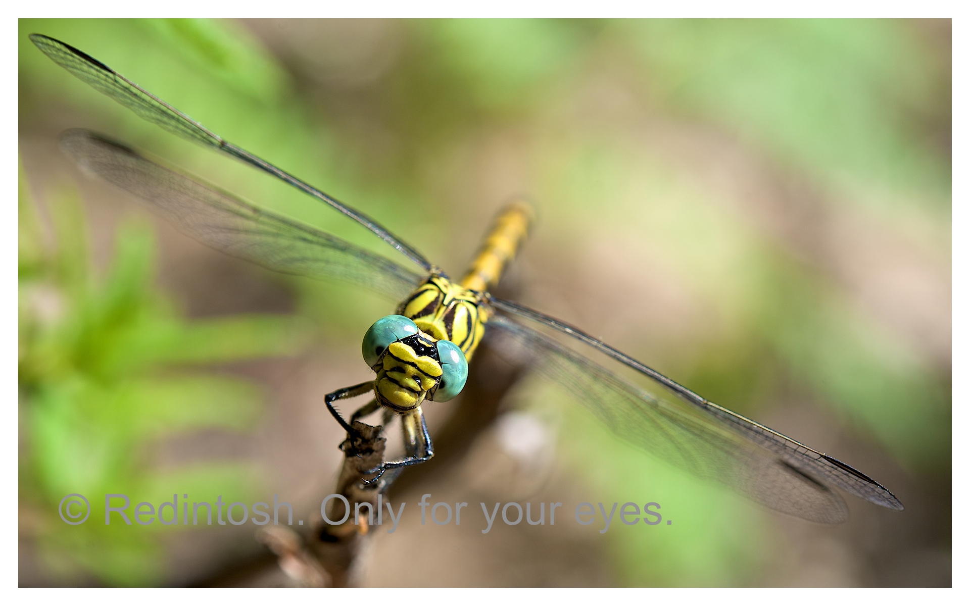 Uncatus Onychogomphus