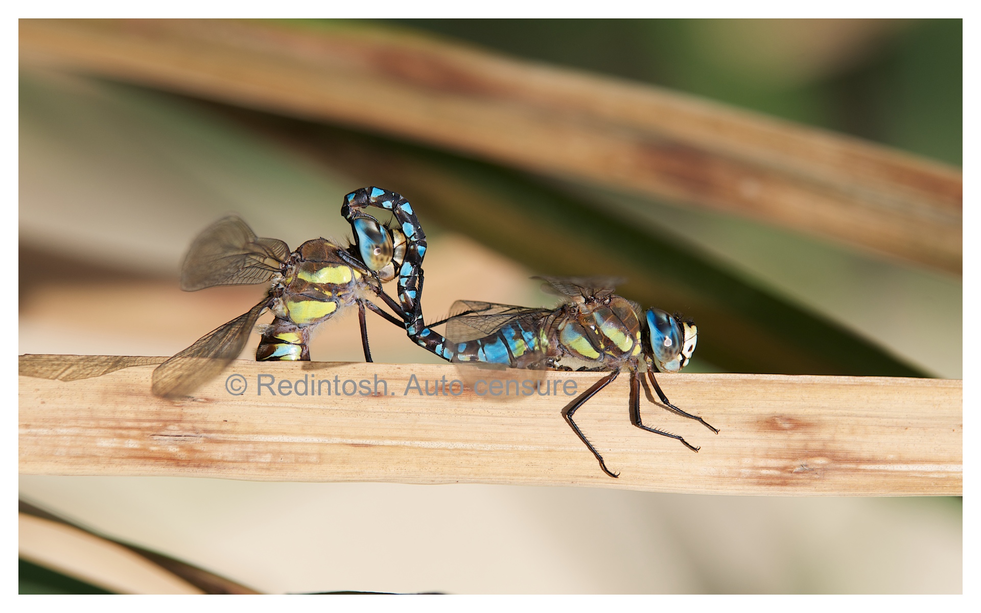 Odonati. Accouplement. Versione soft