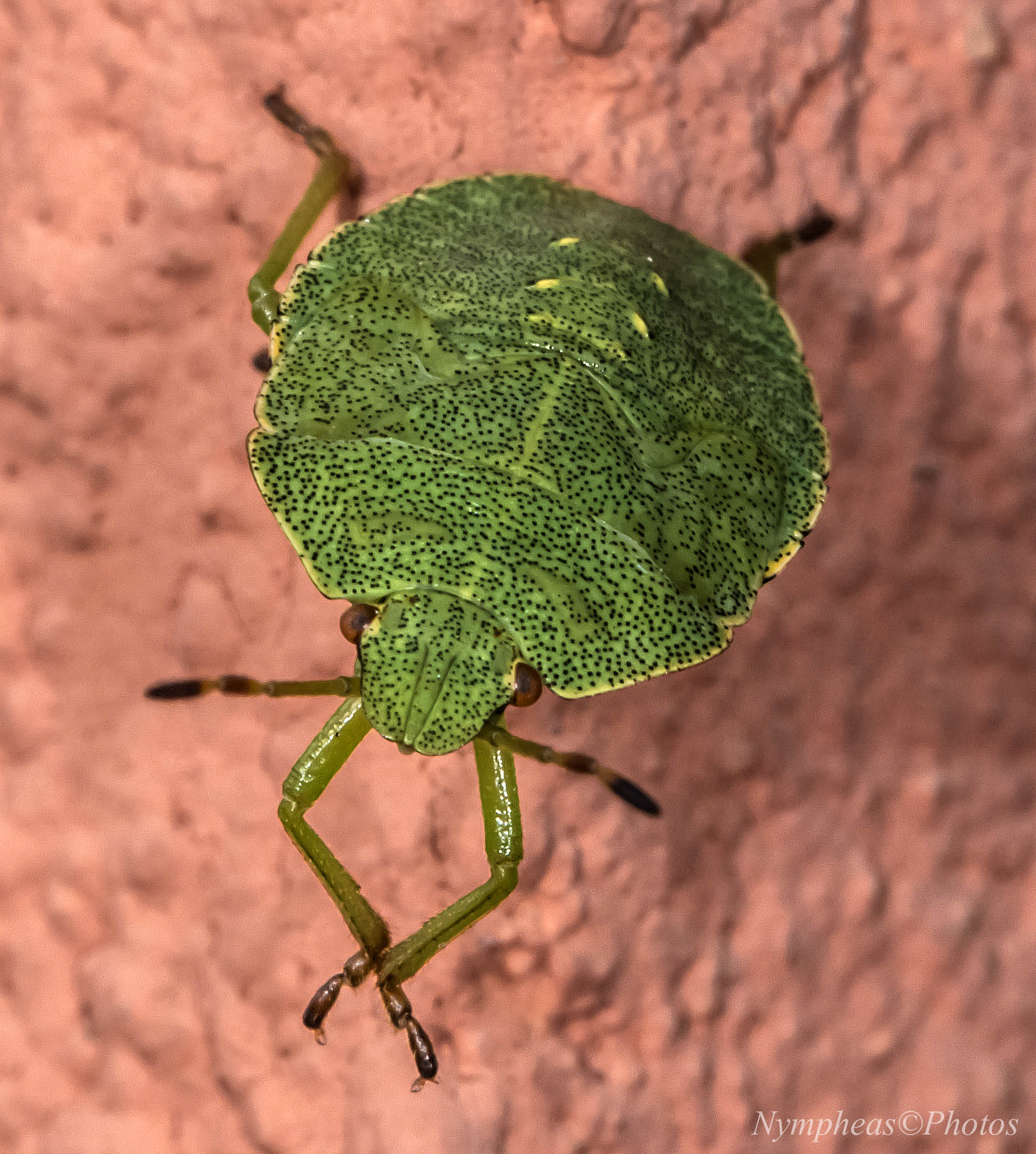 Palomena viridissima