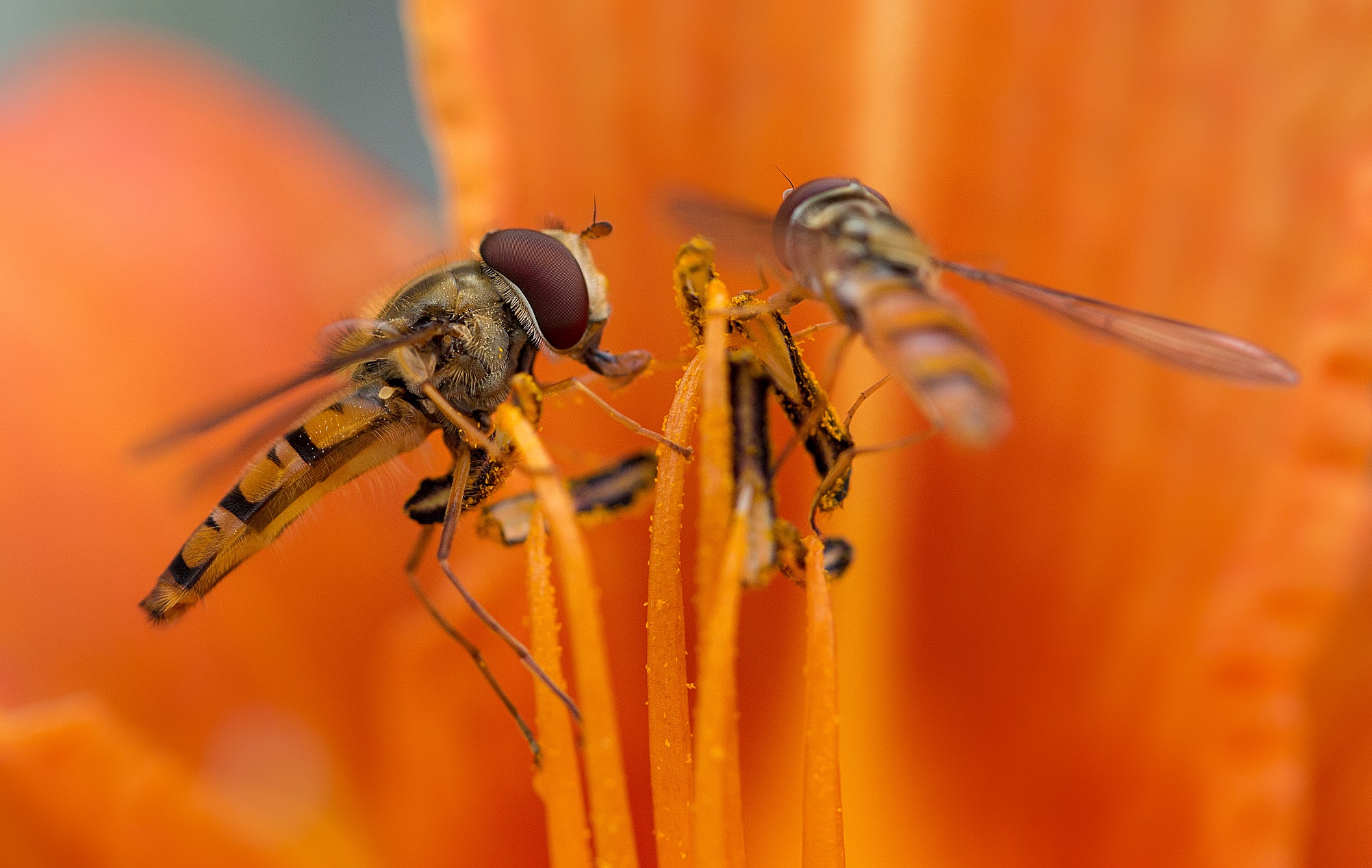 Episyrphus balteatus
