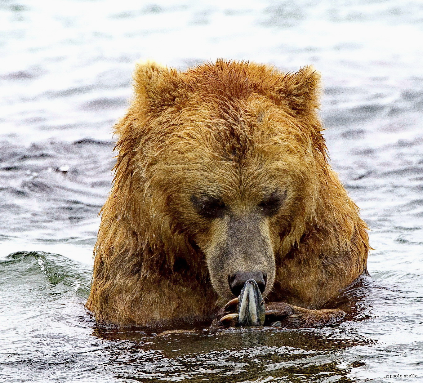 la cattura - close-up