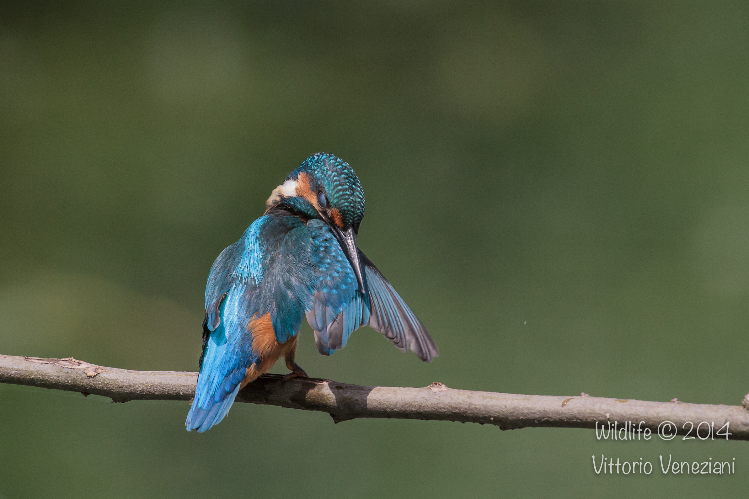 Martino a Racconigi 9