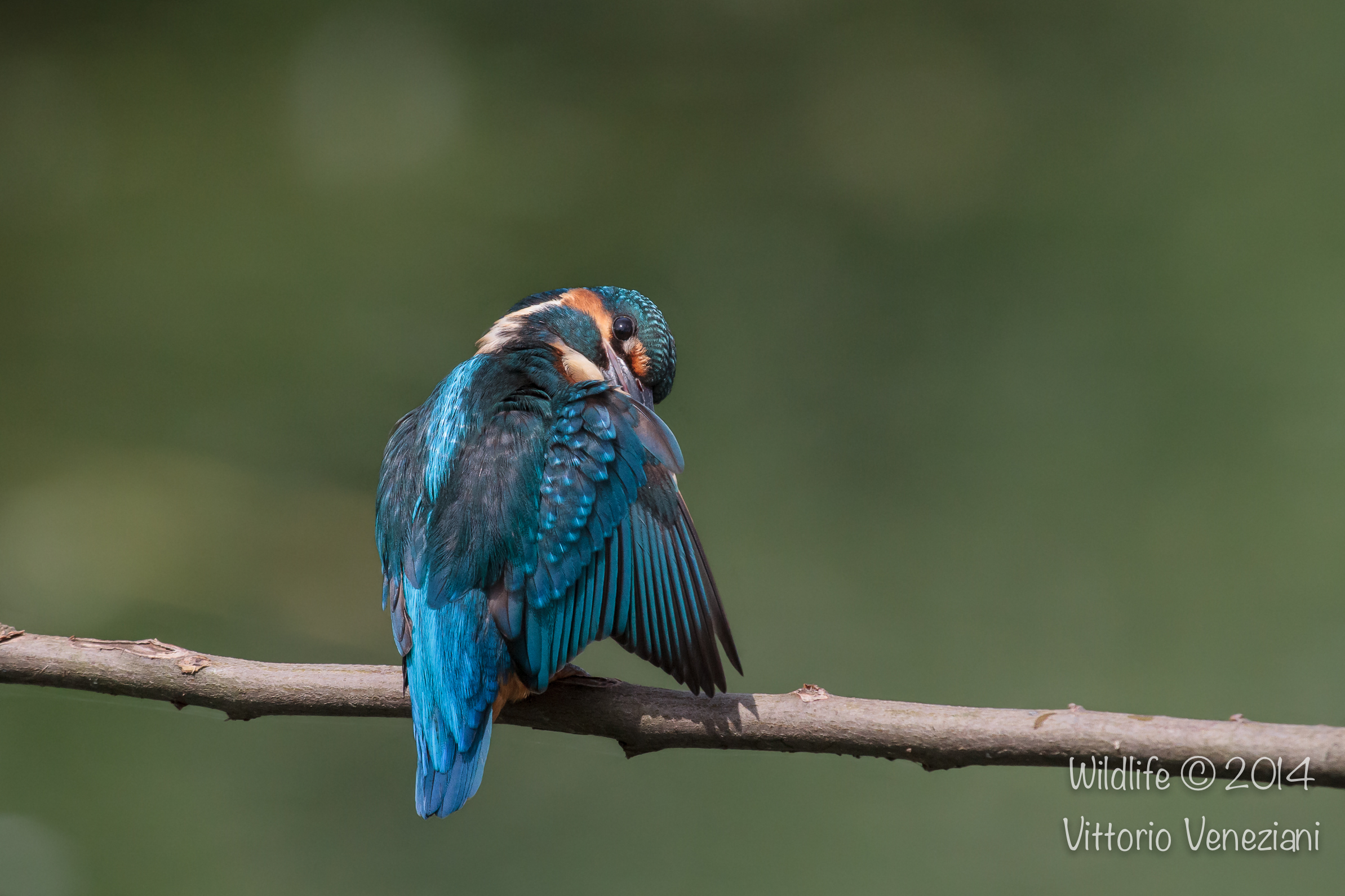 Martino a Racconigi 10