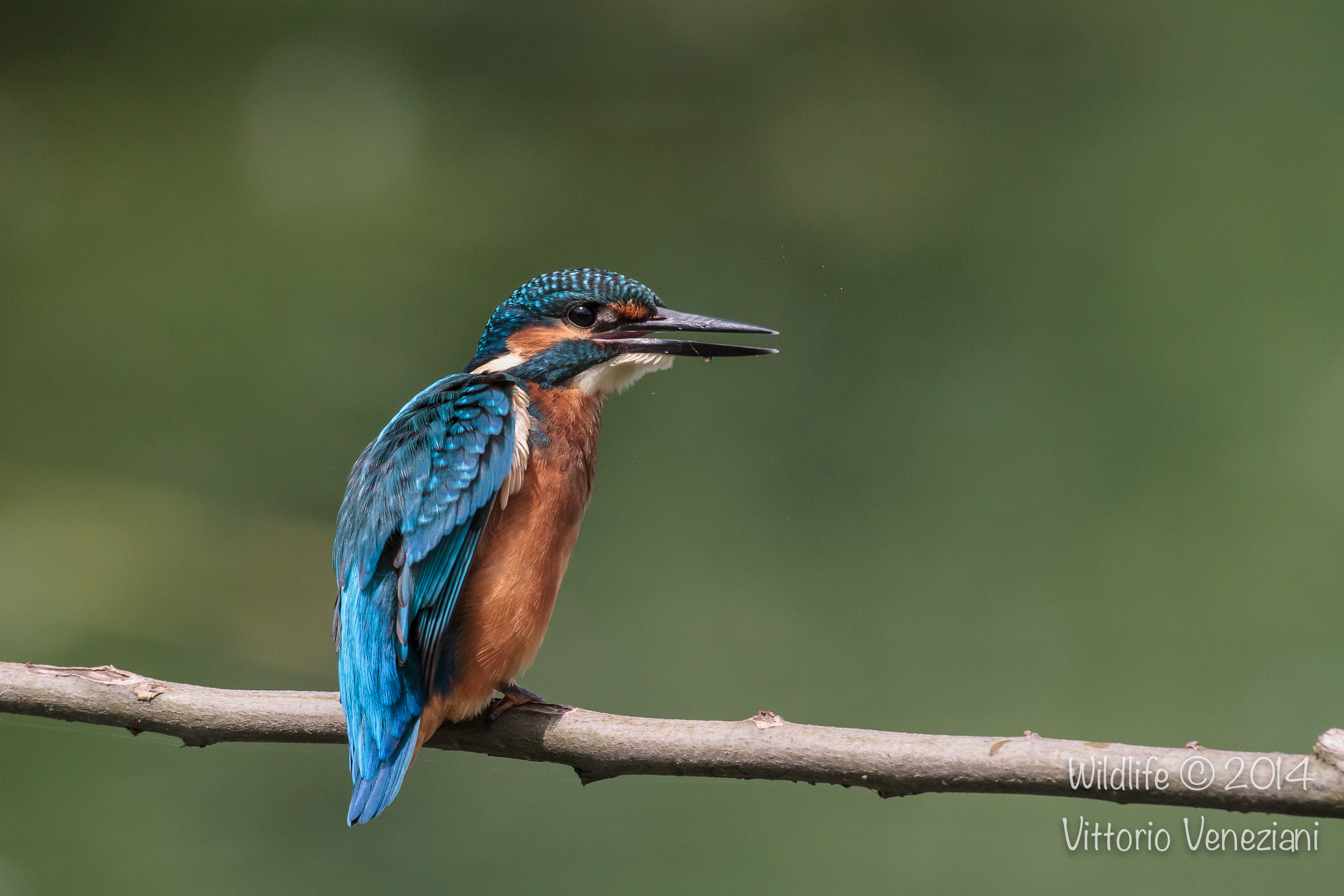 Martino a Racconigi 11