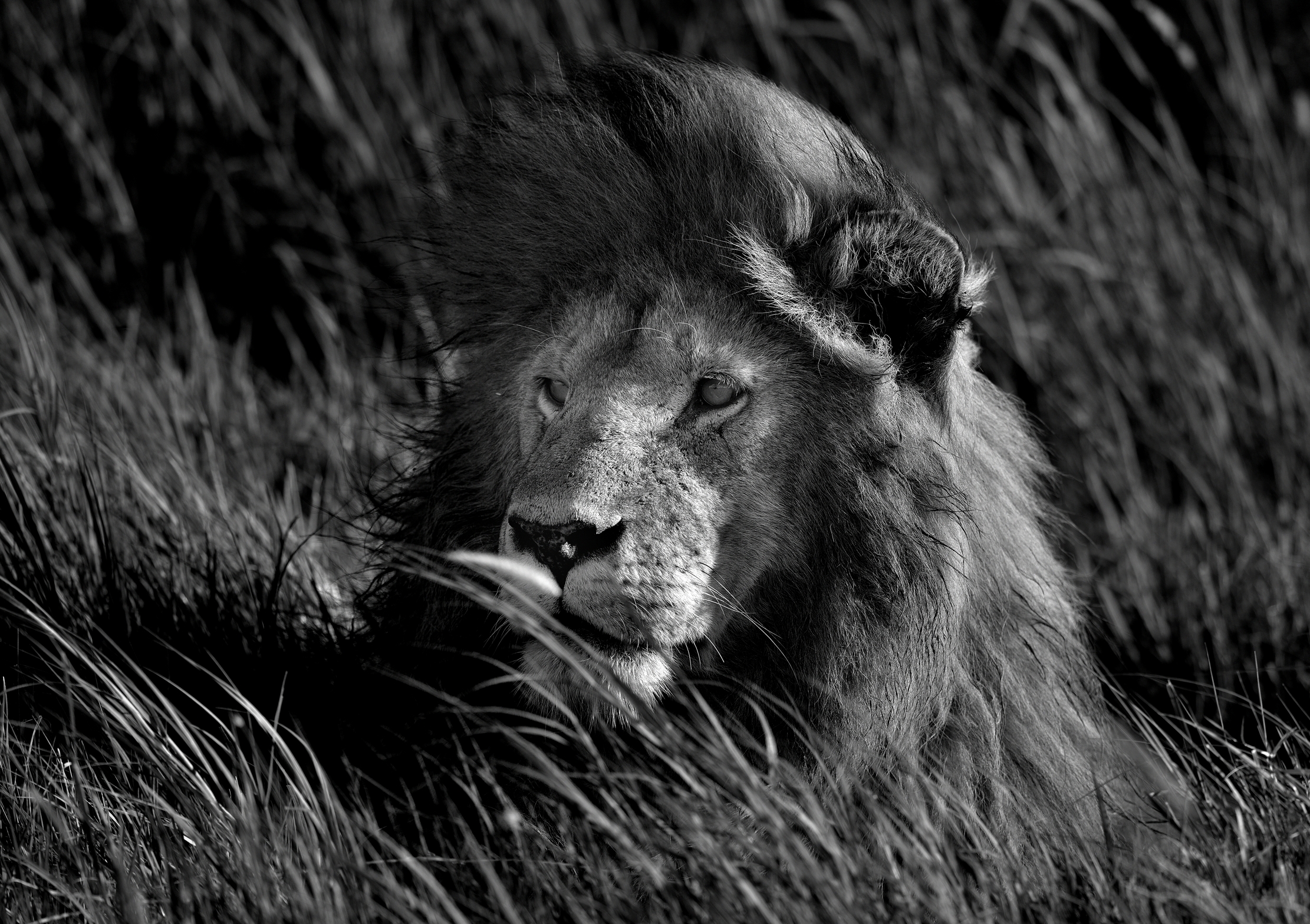 Ngorongoro Conservation Area - Leone