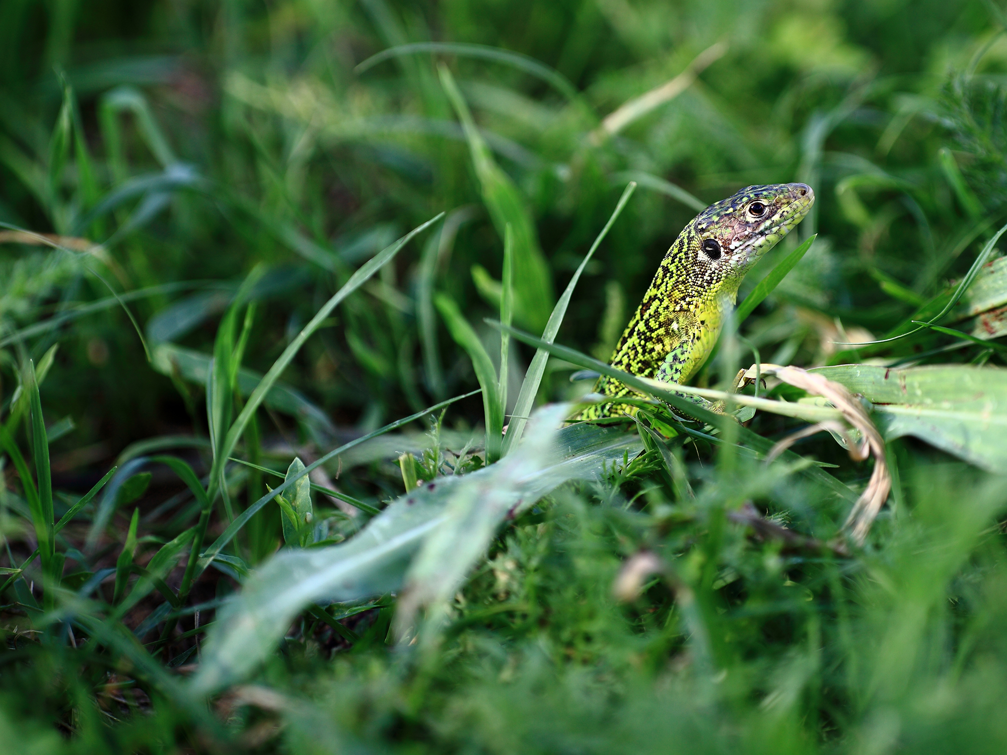 Green lizard (In the dialect of Cameri Ghez)
