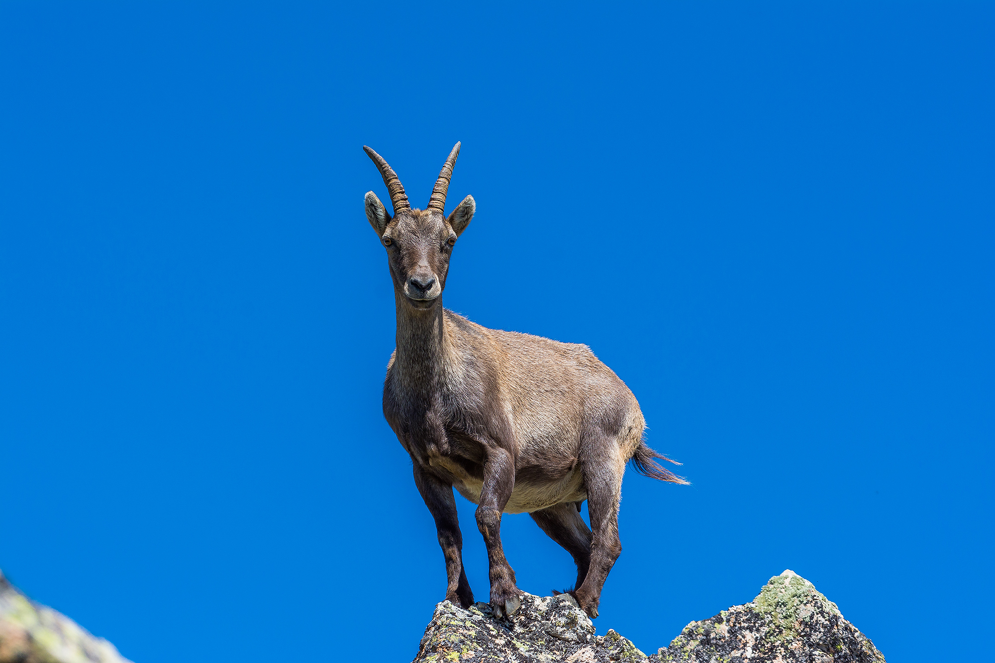 Stambecco in allerta,Sant'Anna di Vinadio