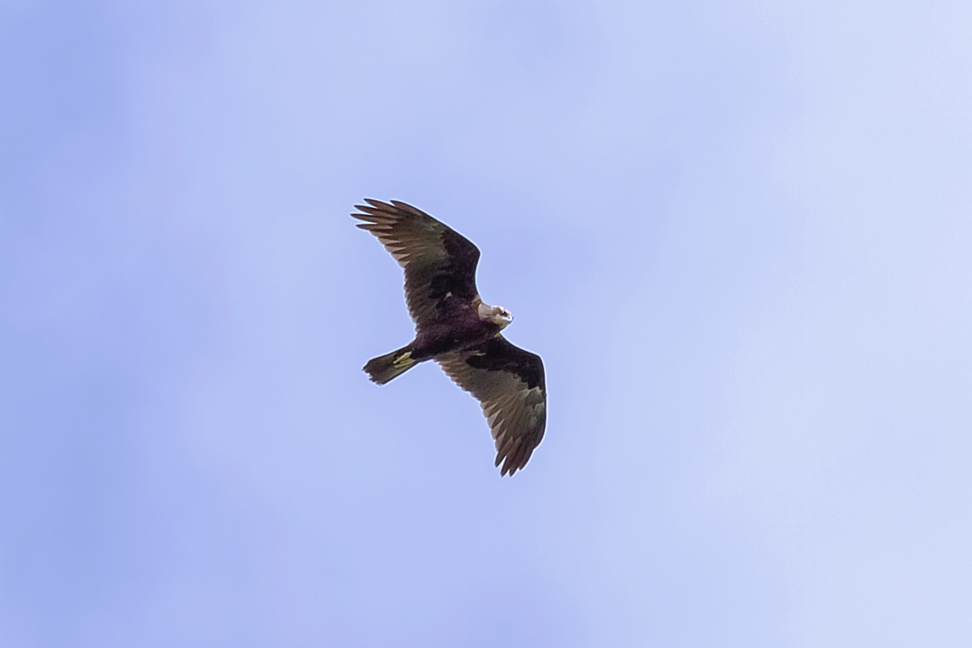 Marsh Harrier