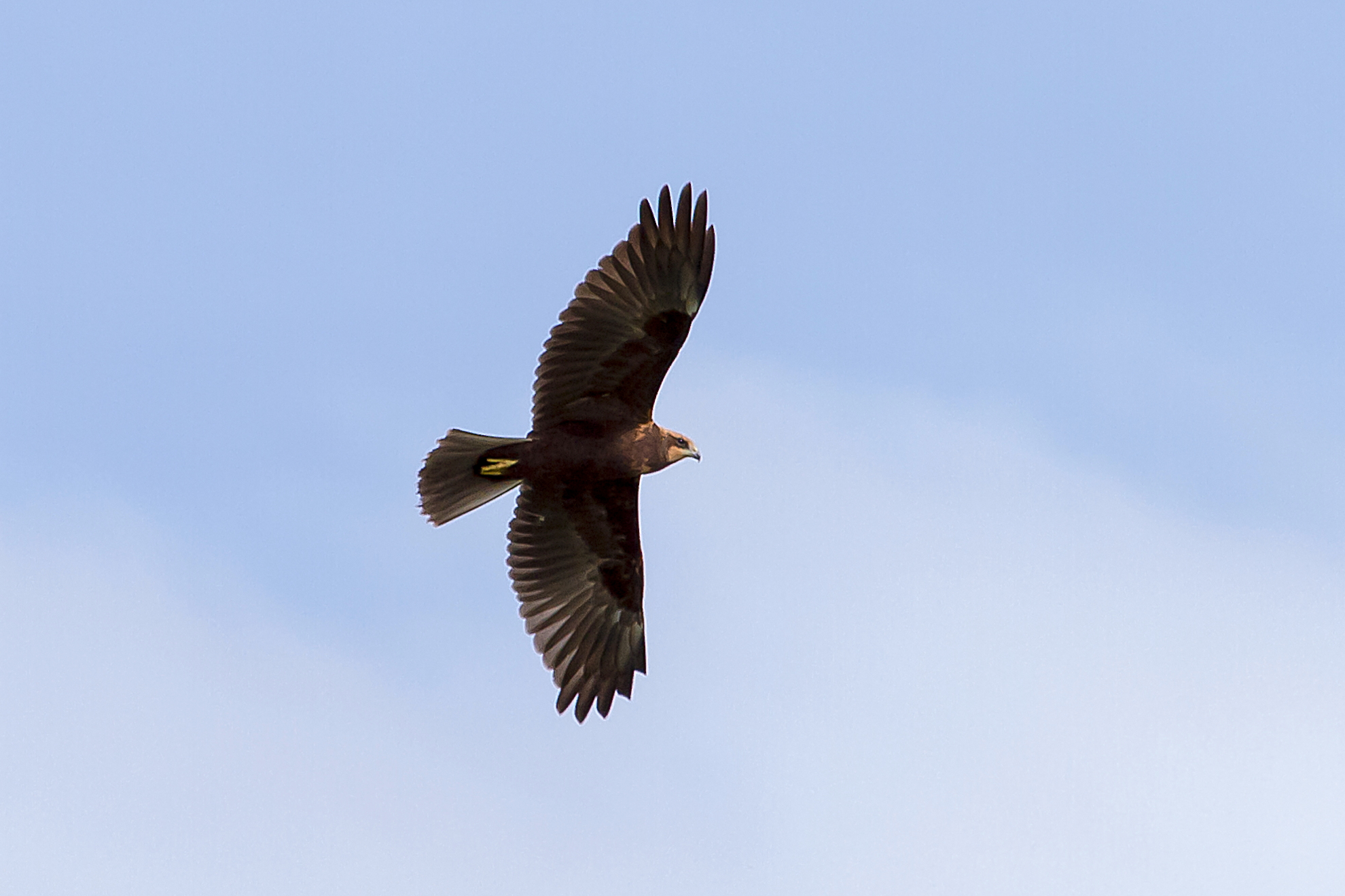 Marsh Harrier