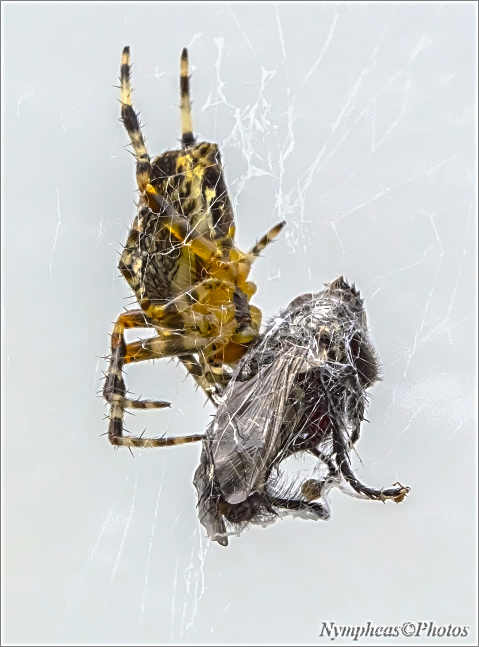 Araneus diadematus
