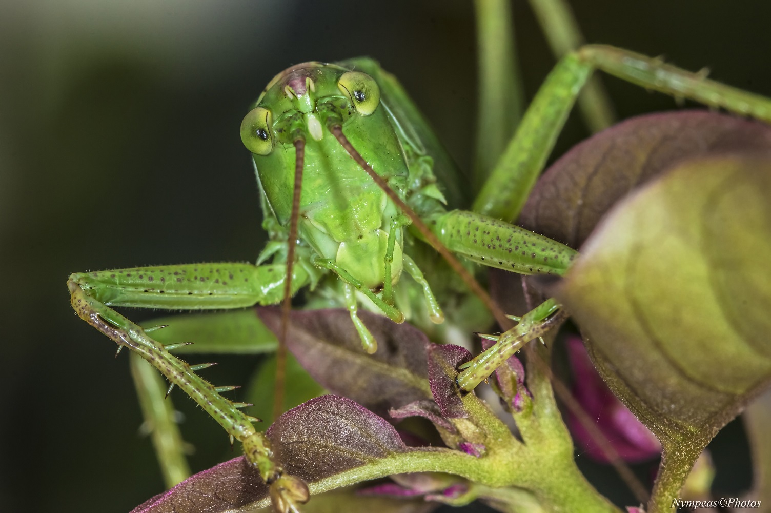 Chorthippus parallelus