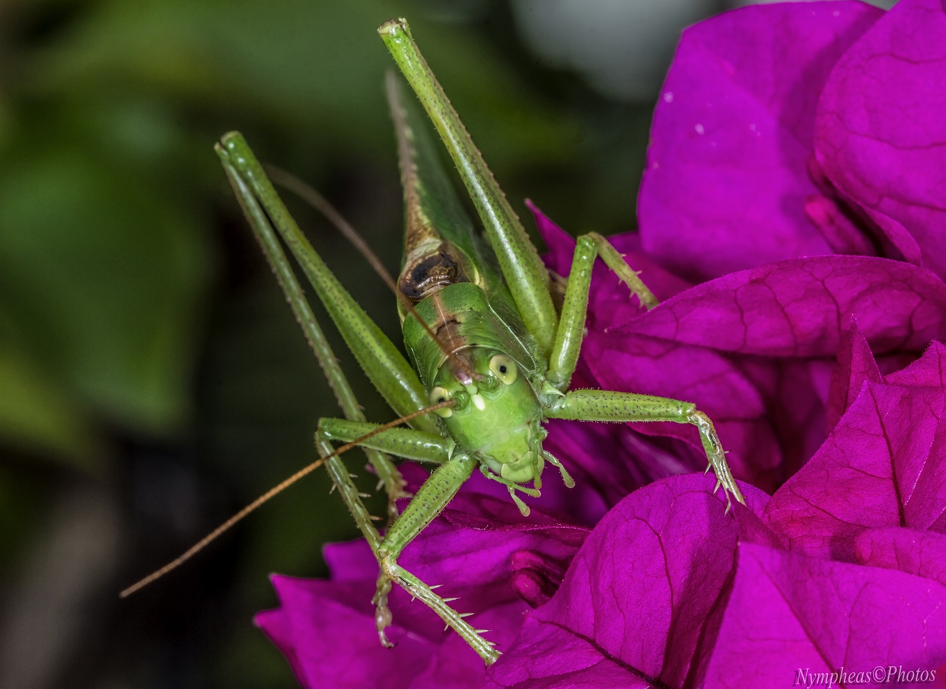 Chorthippus parallelus