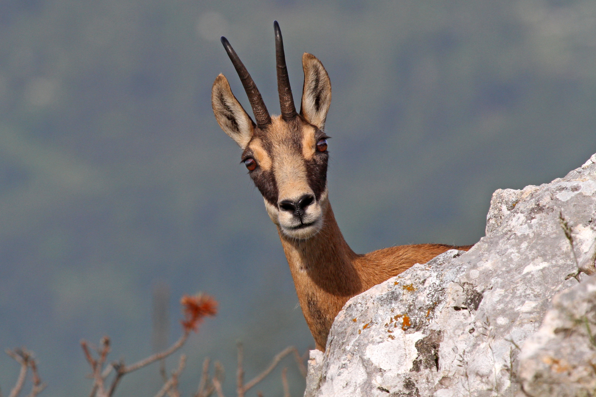 Chamois