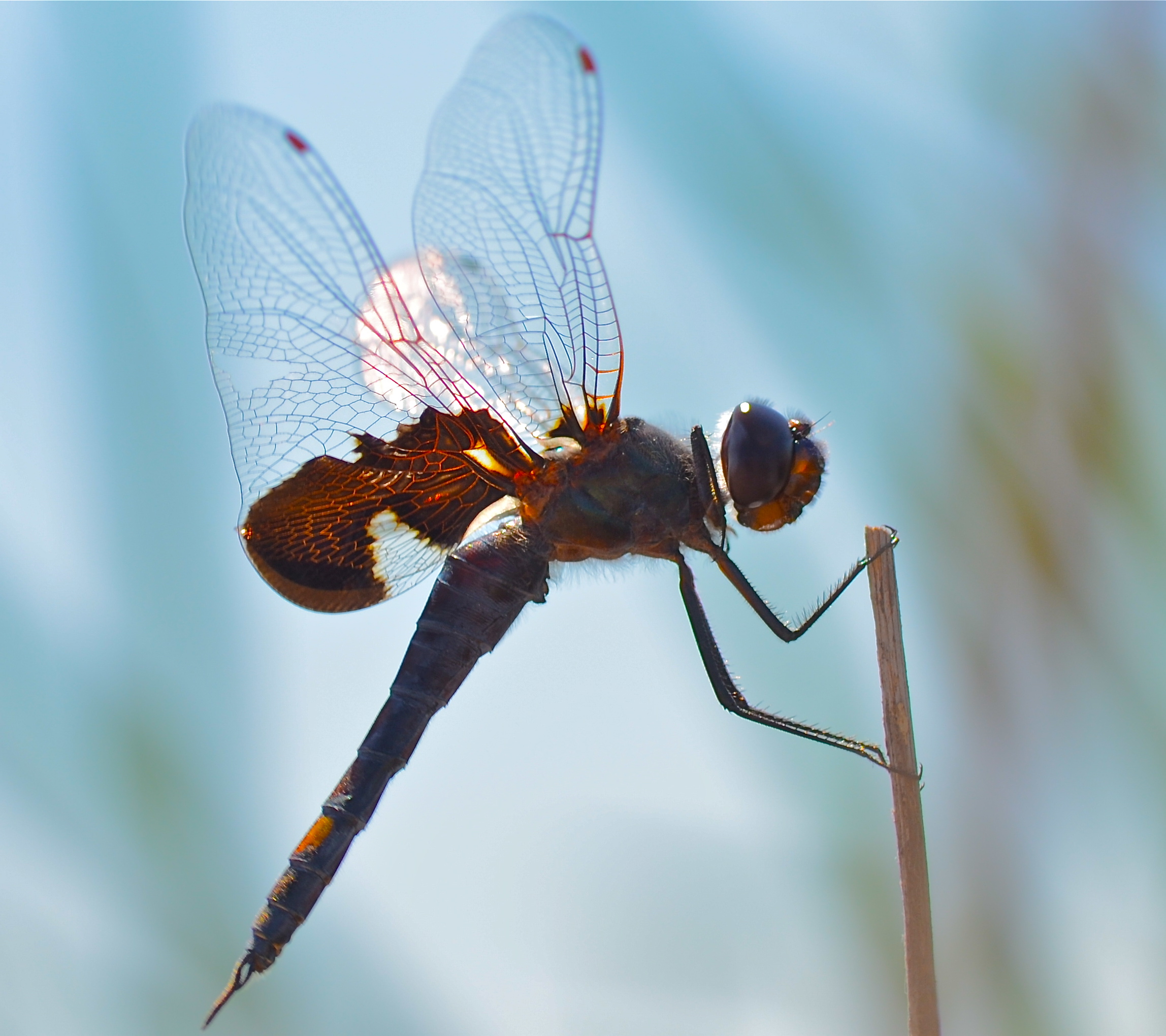 Four Spotted Skimmer