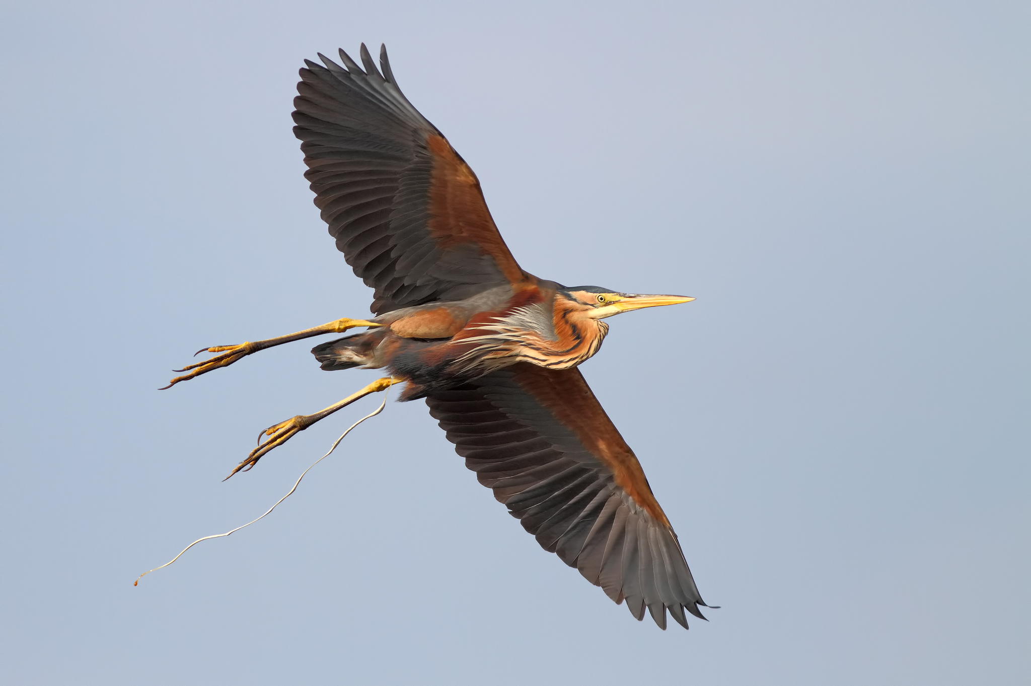 Purple Heron in flight bombing