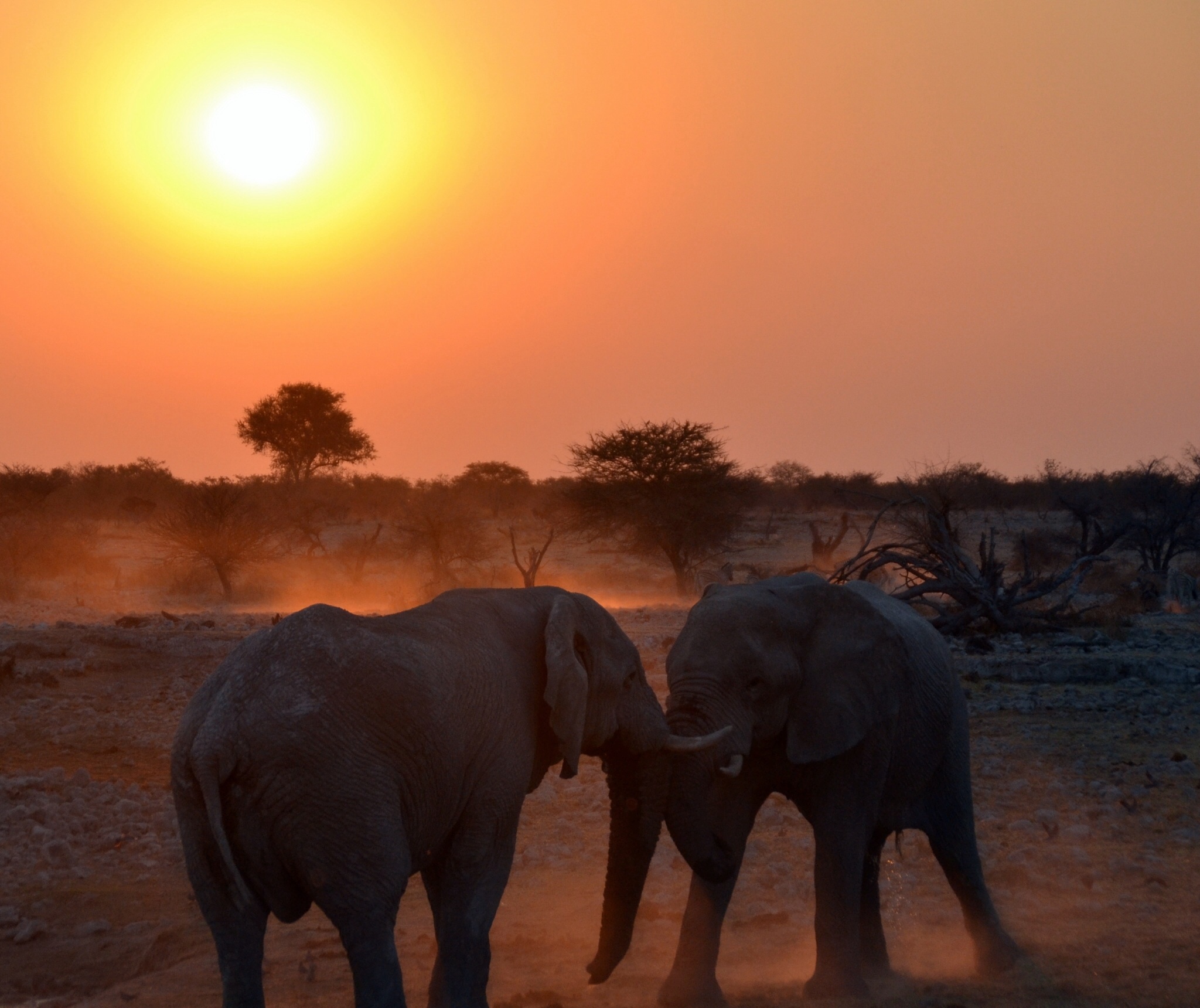 Elefanti al tramonto