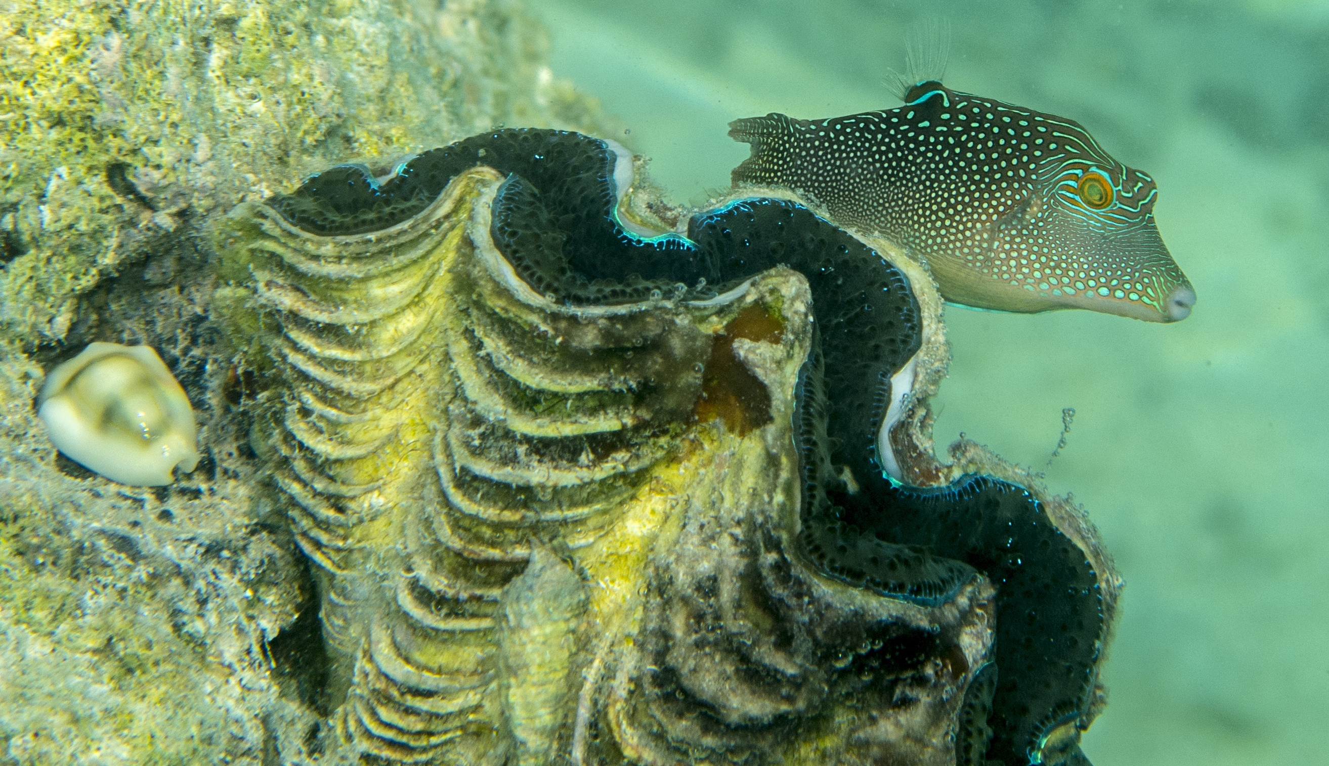 Framework of the sea