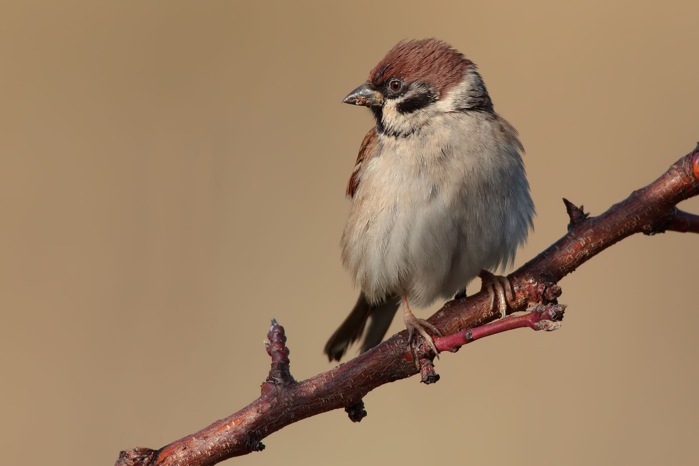 Passero con 7D + Tamarro