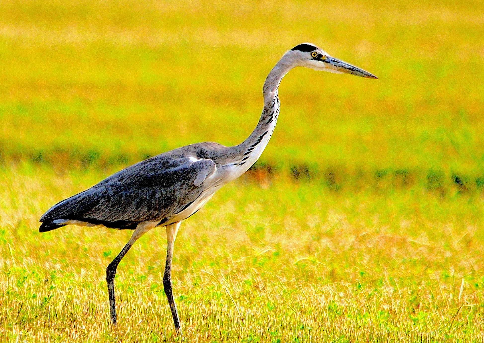 Grey Heron