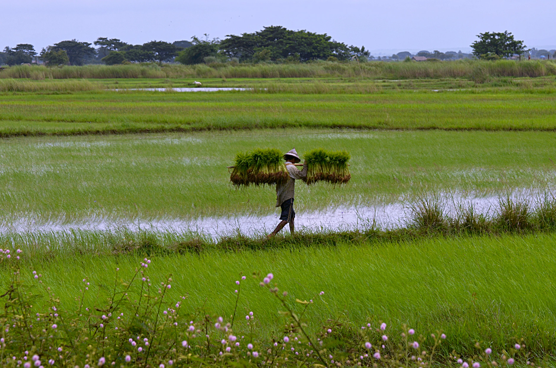 Al lavoro nelle risaie del Myanmar
