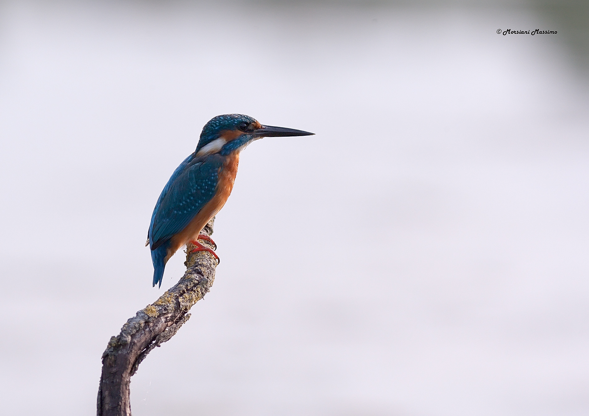 Fugace apparizione ...