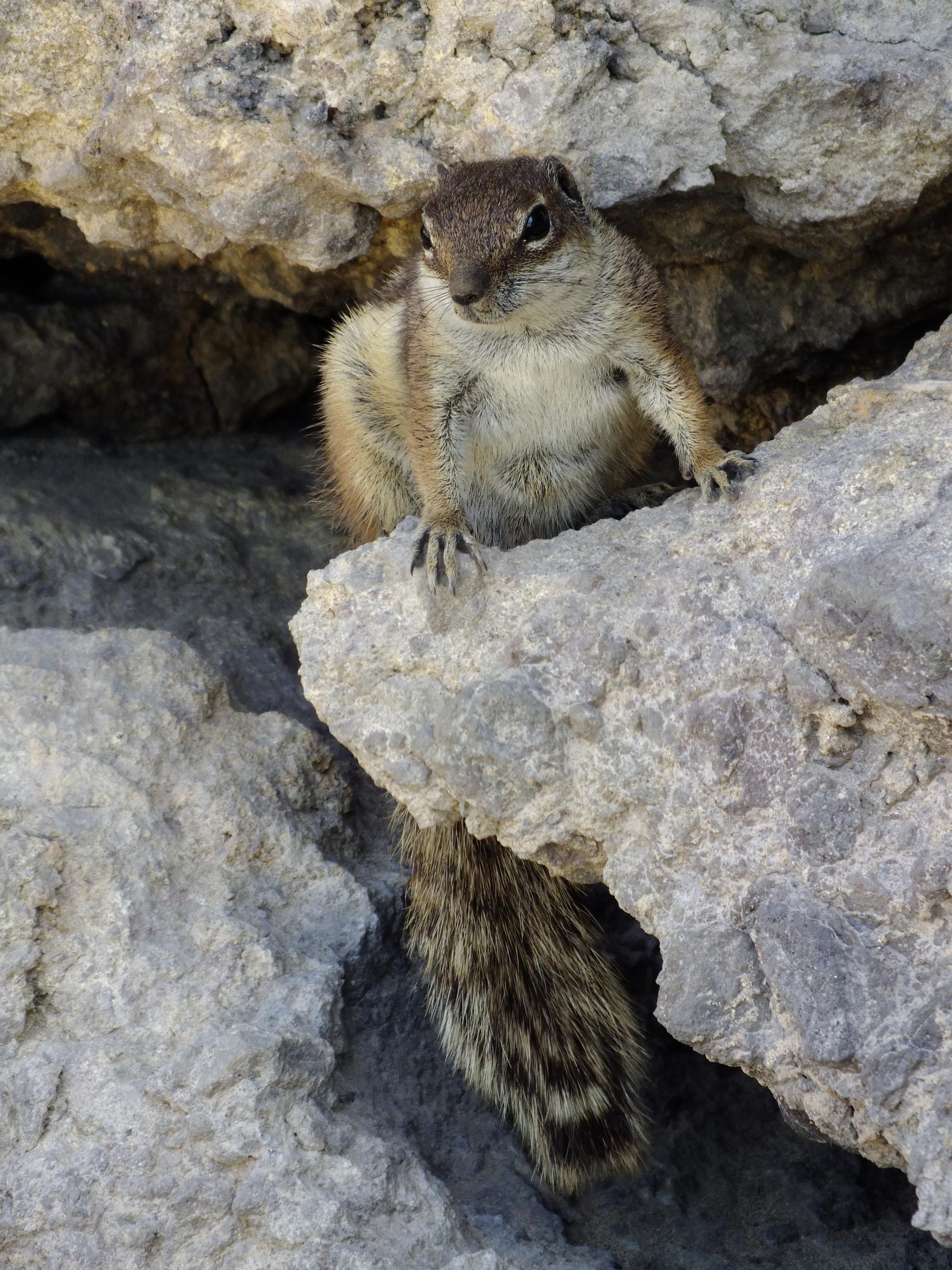 Scoiattolo di terra di Barberia