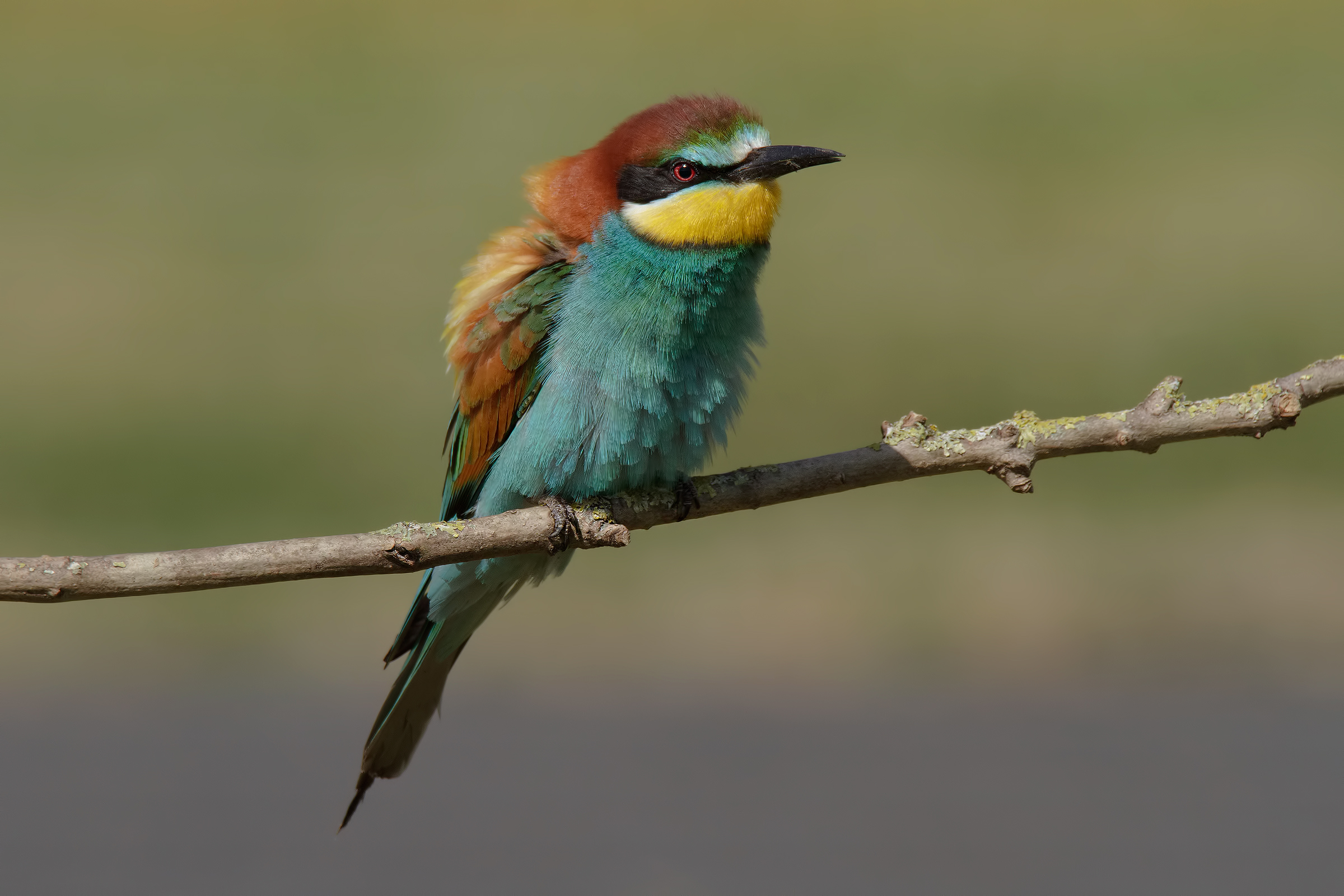 Bee-eater with 7D + Tamrex