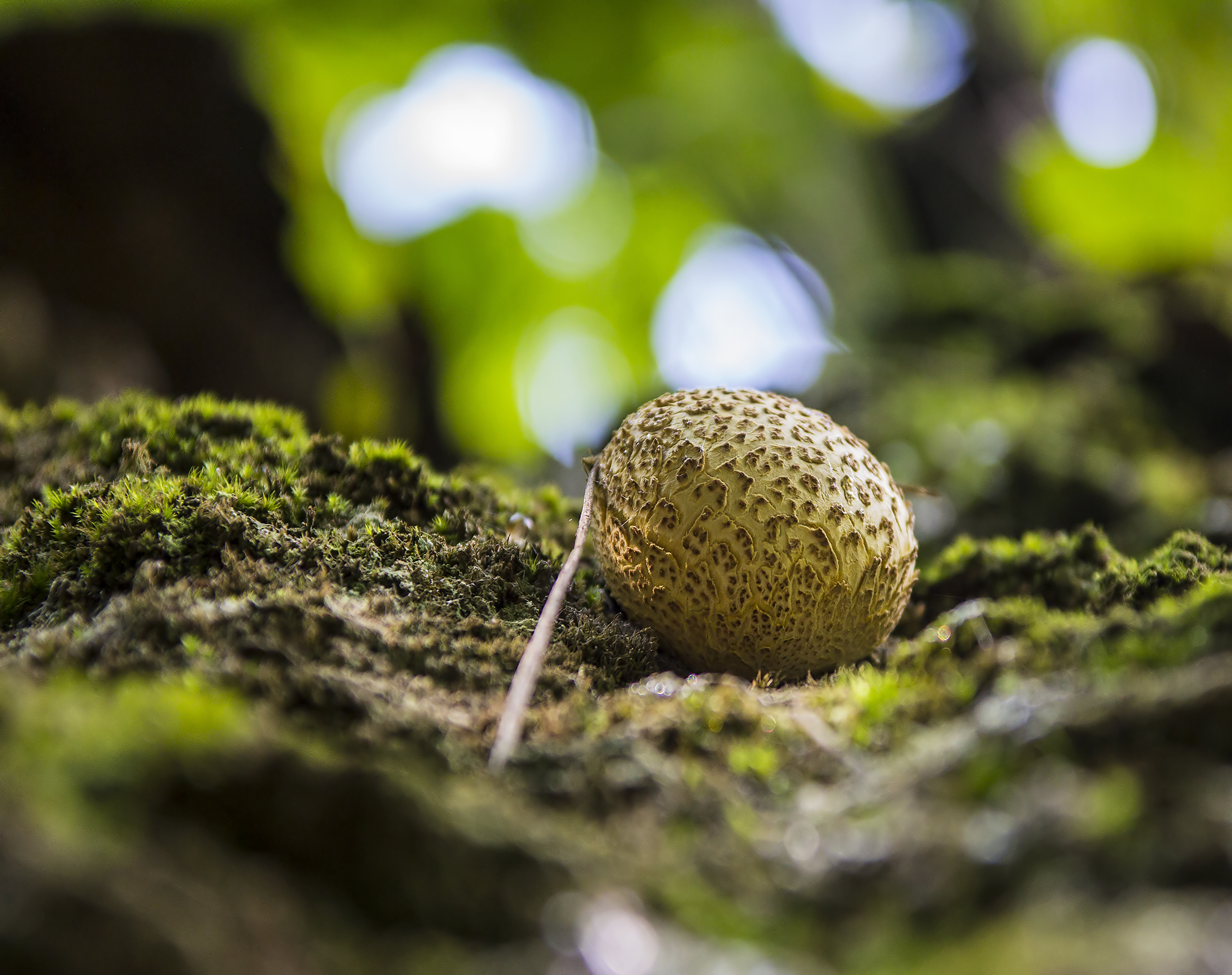 From the distant galaxy ...