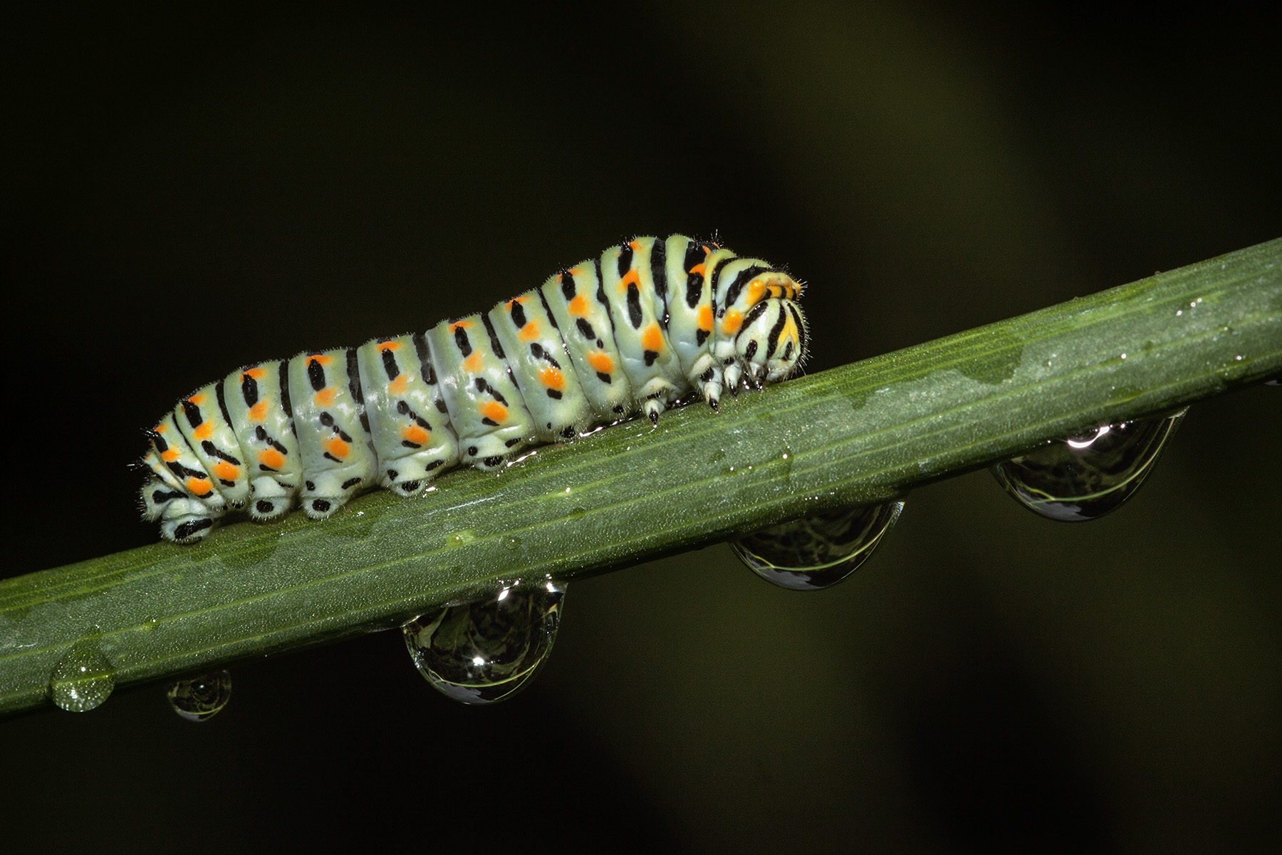 Bruco e gocce di pioggia
