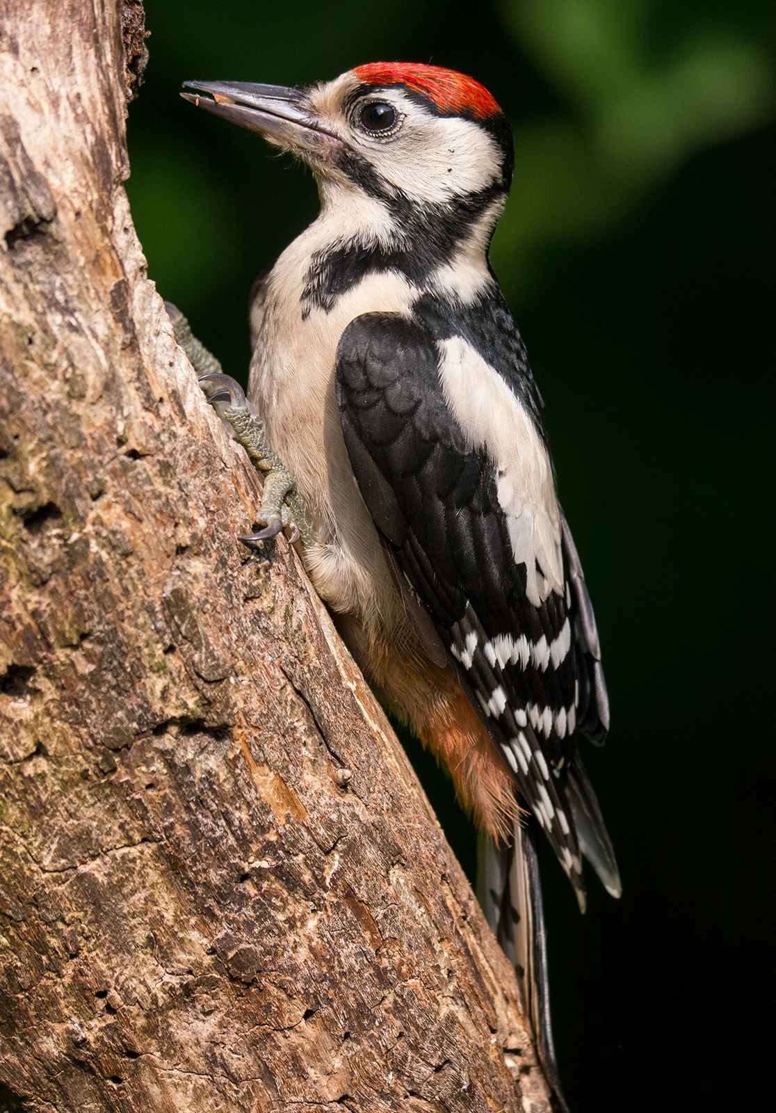 Great Spotted Woodpecker (young)