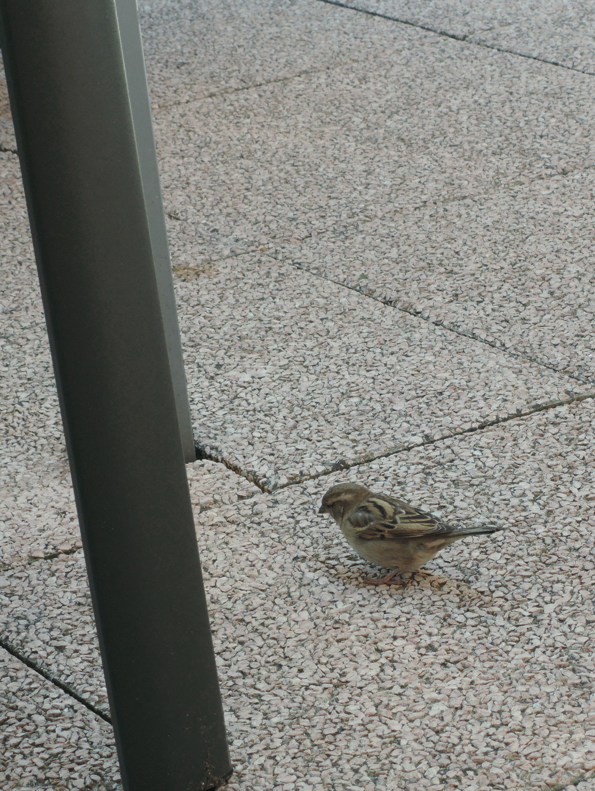 Uno scatto per qualche briciola