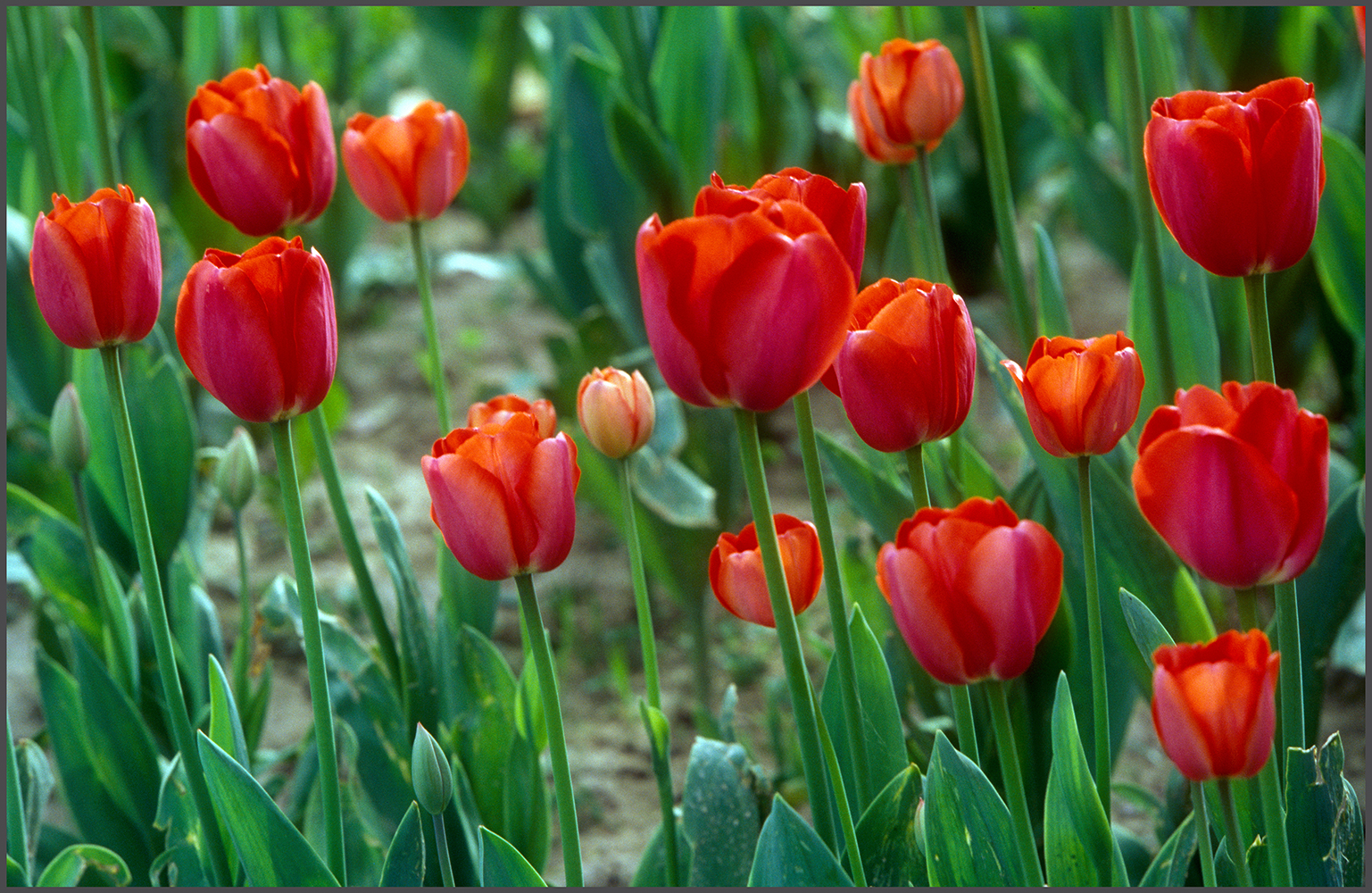 Tulips