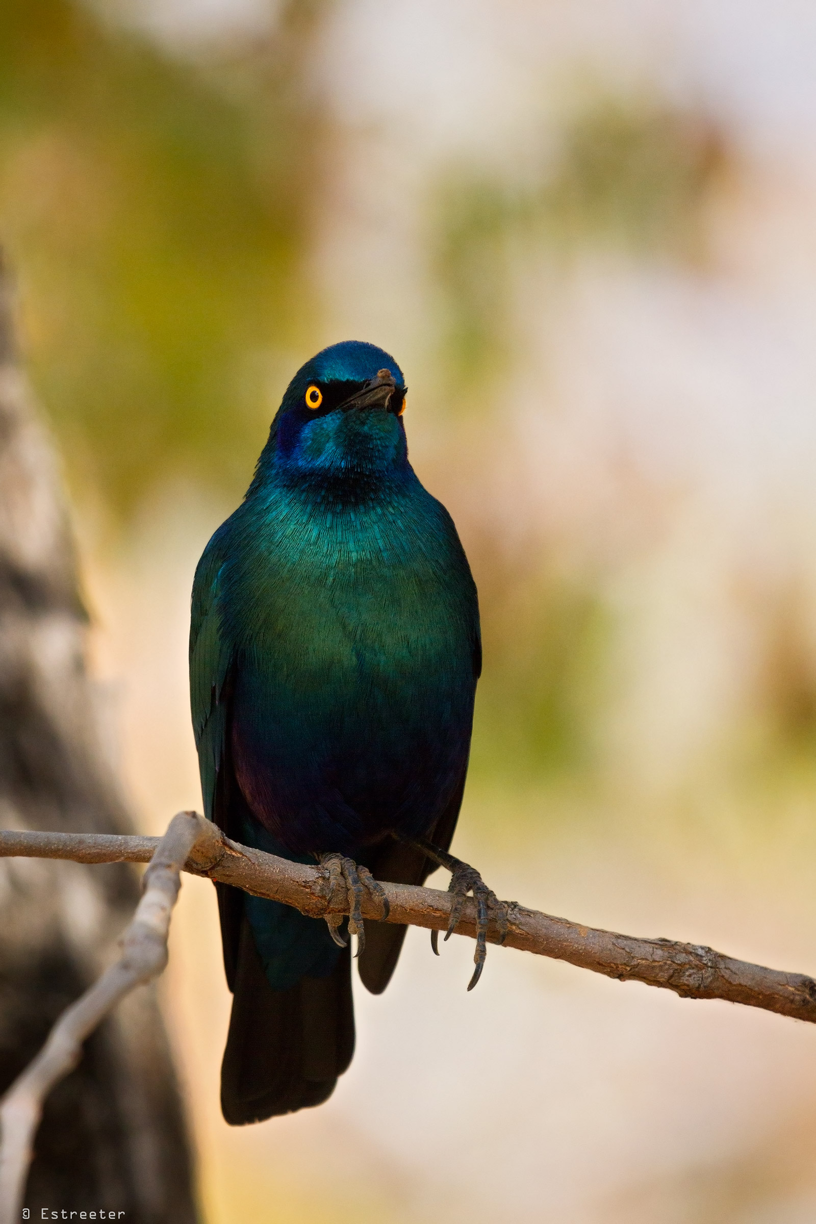 Blue-Eared Starling