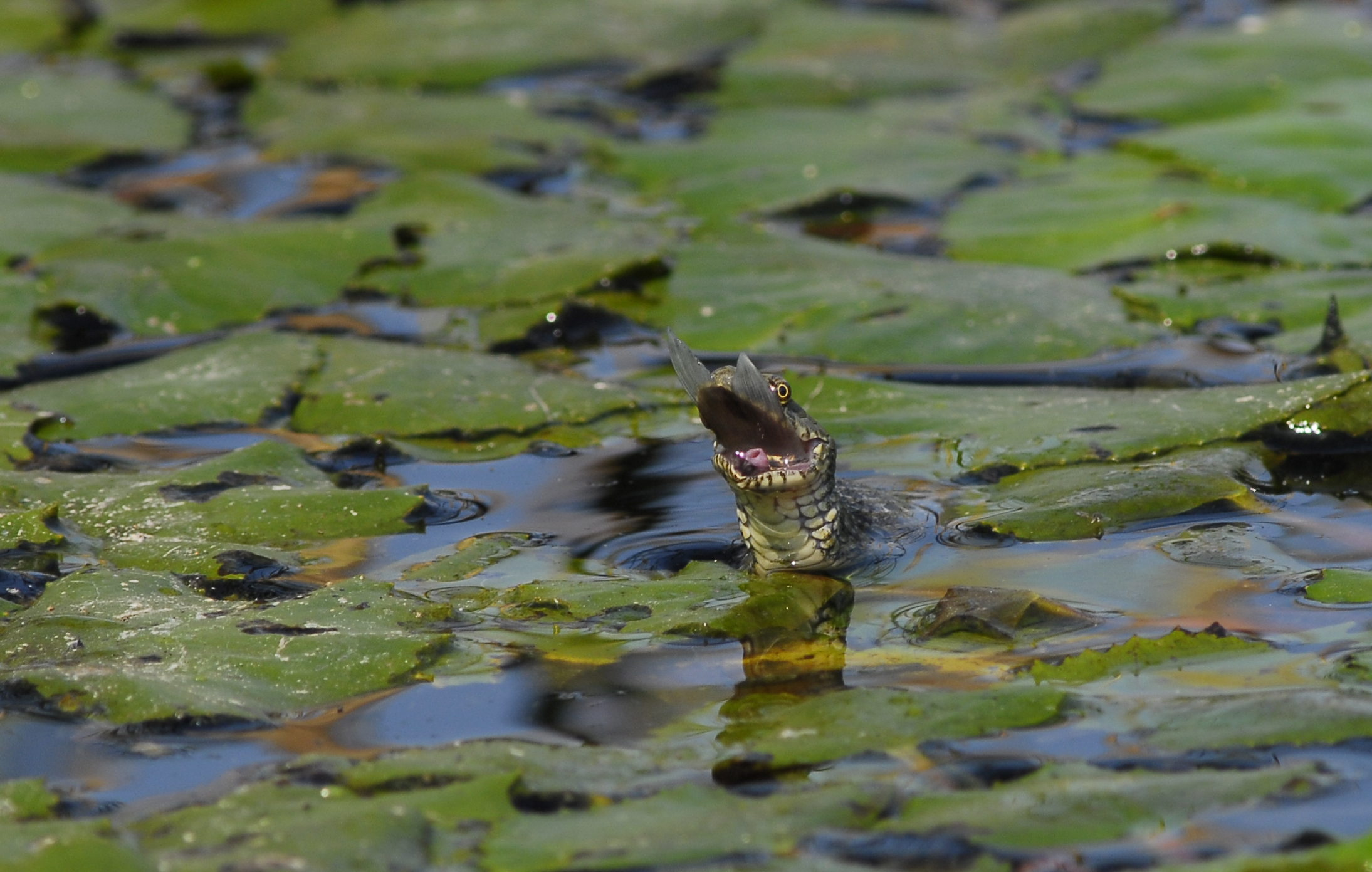 Natrice it tiles, the end of lucioperca