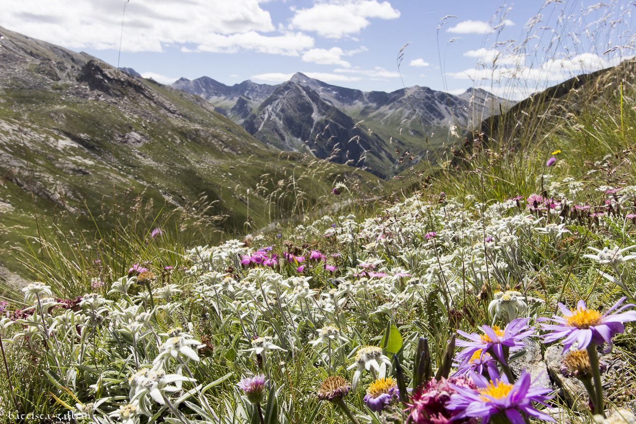A sea of ??stars ...