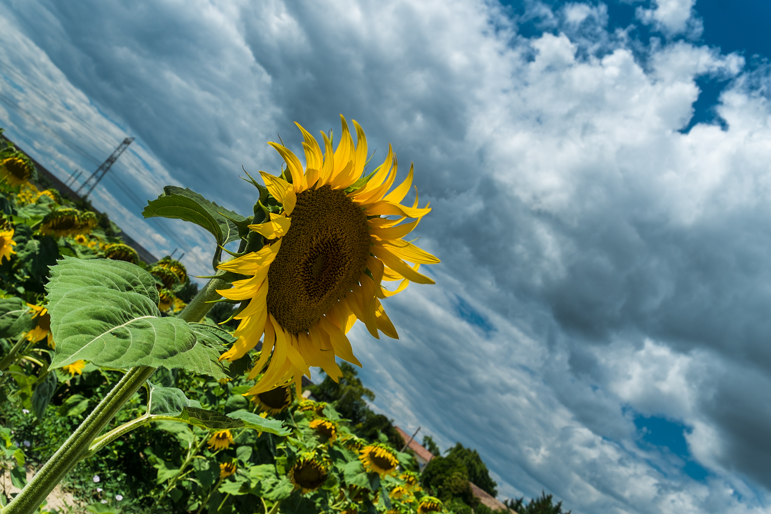 Provence - Pont Saint Esprit 08/14/2014