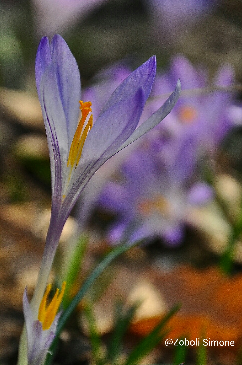 Crocuses