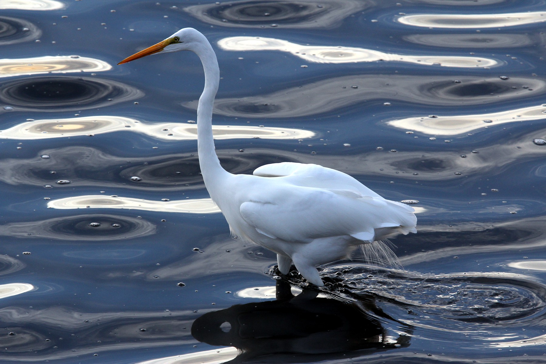 Great Egret