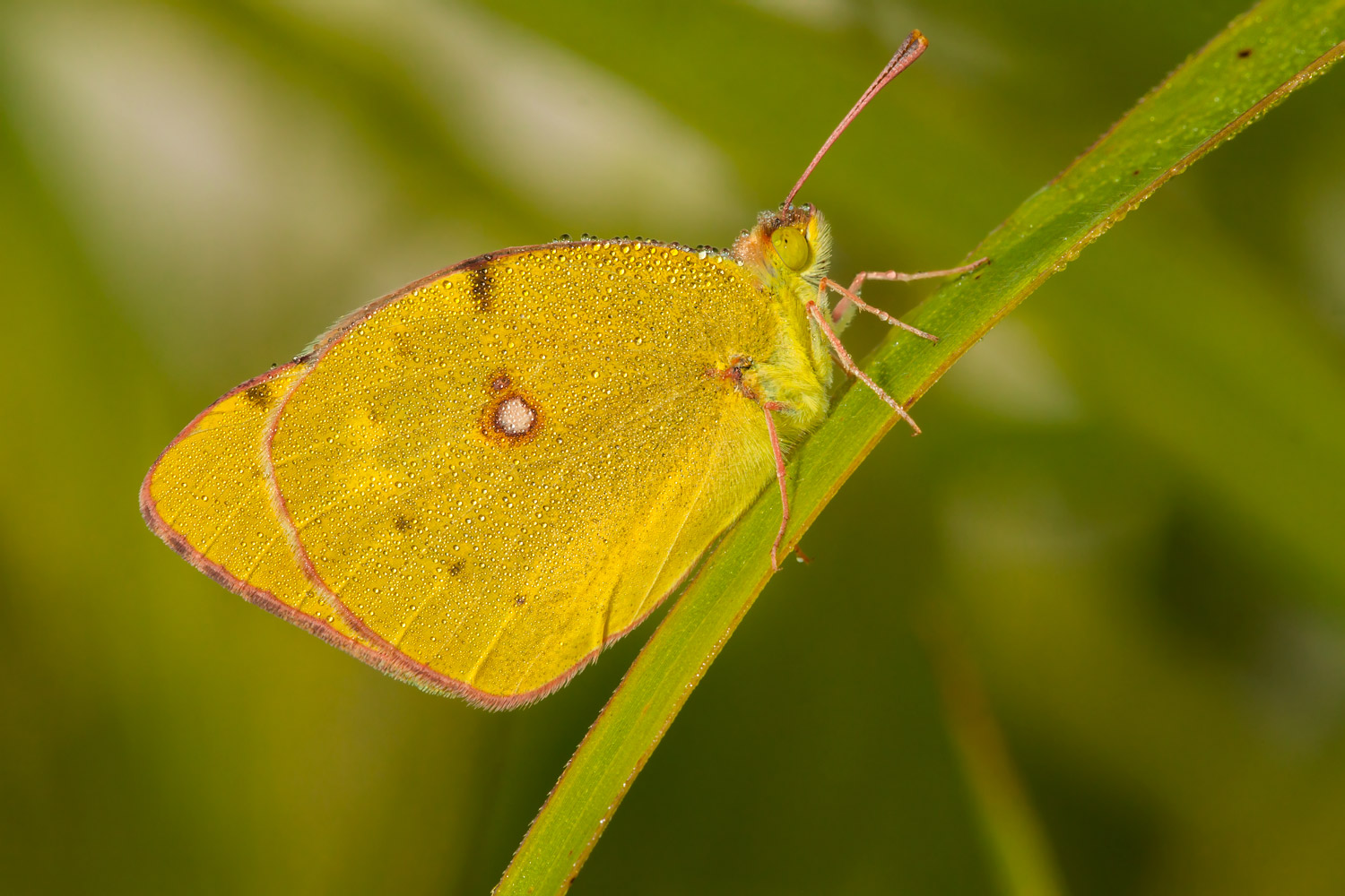 Colias crocea