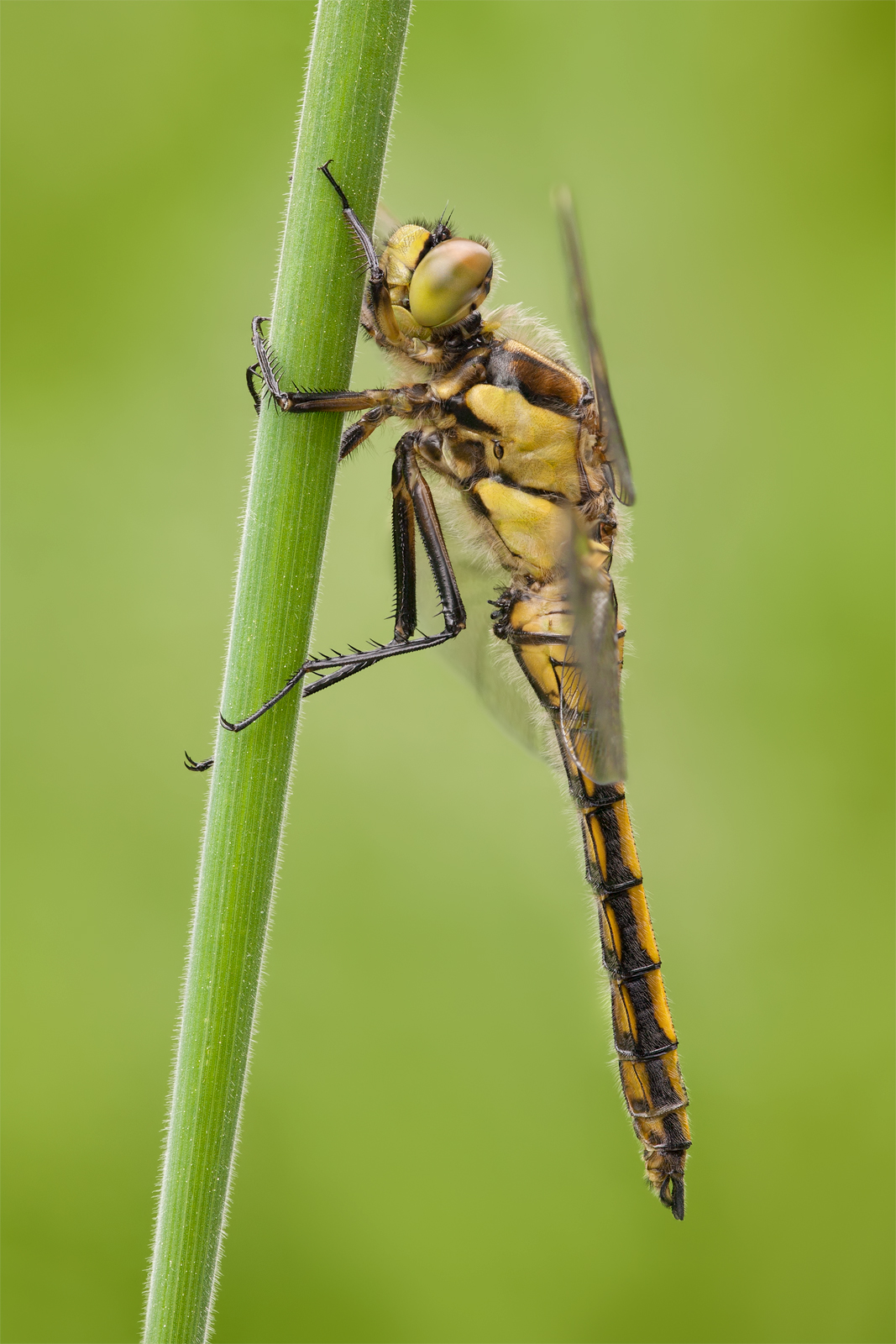 Black-tailed Skimmer