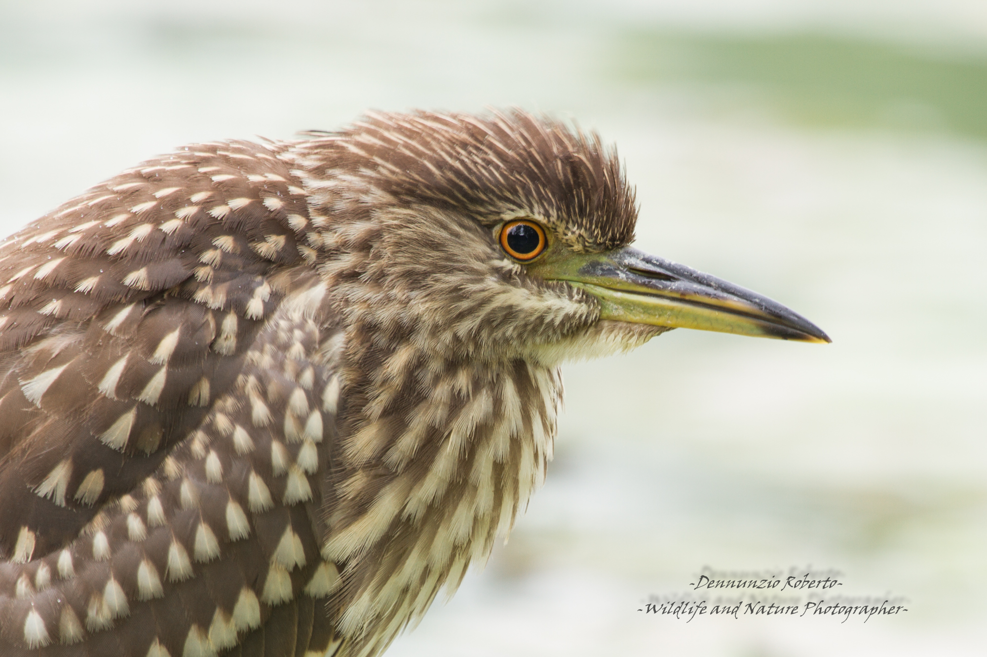 portrait of the young man