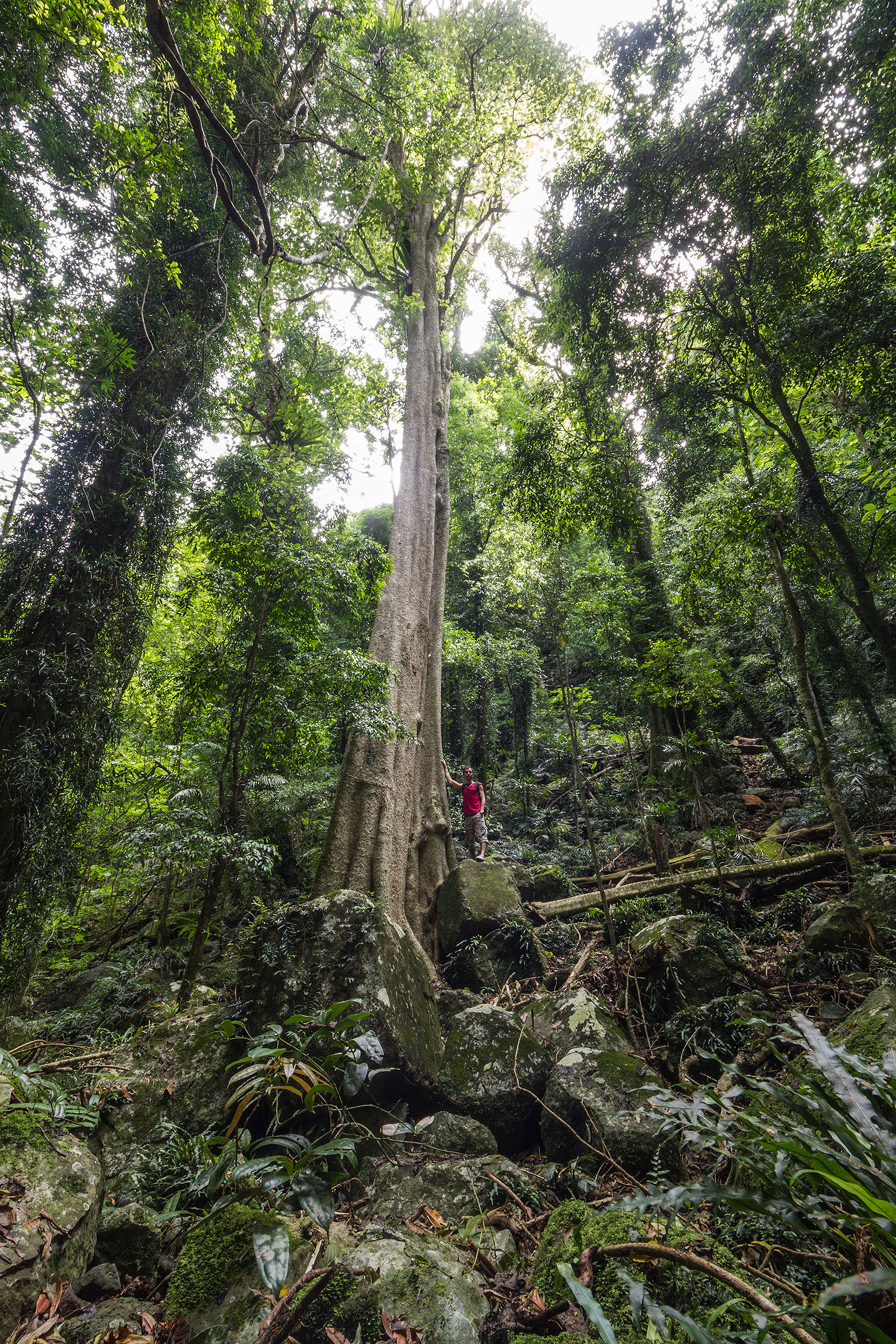 Alberello Al Dorrigo NP