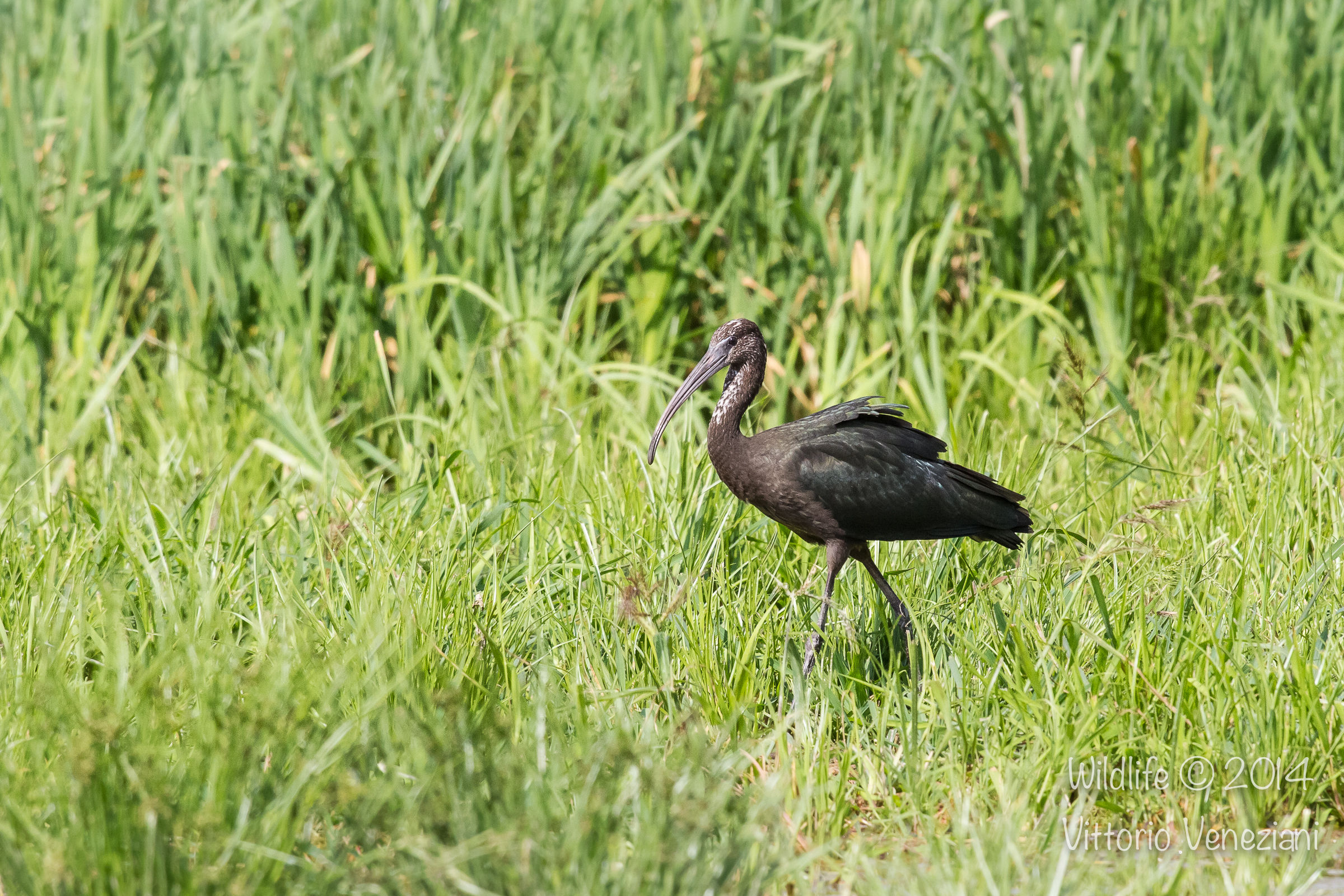 Passeggiando in palude
