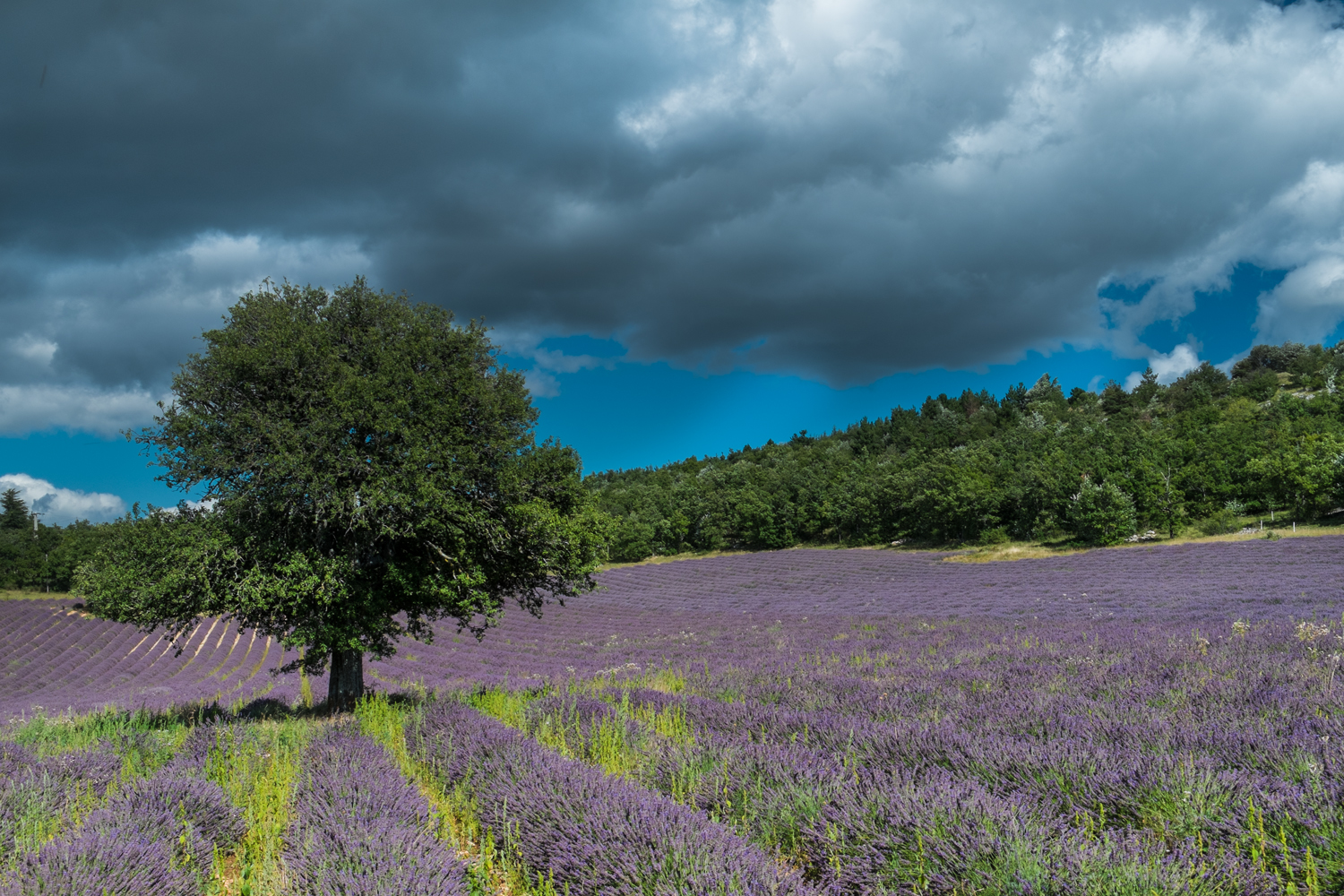 Provence - Sault 08/15/2014