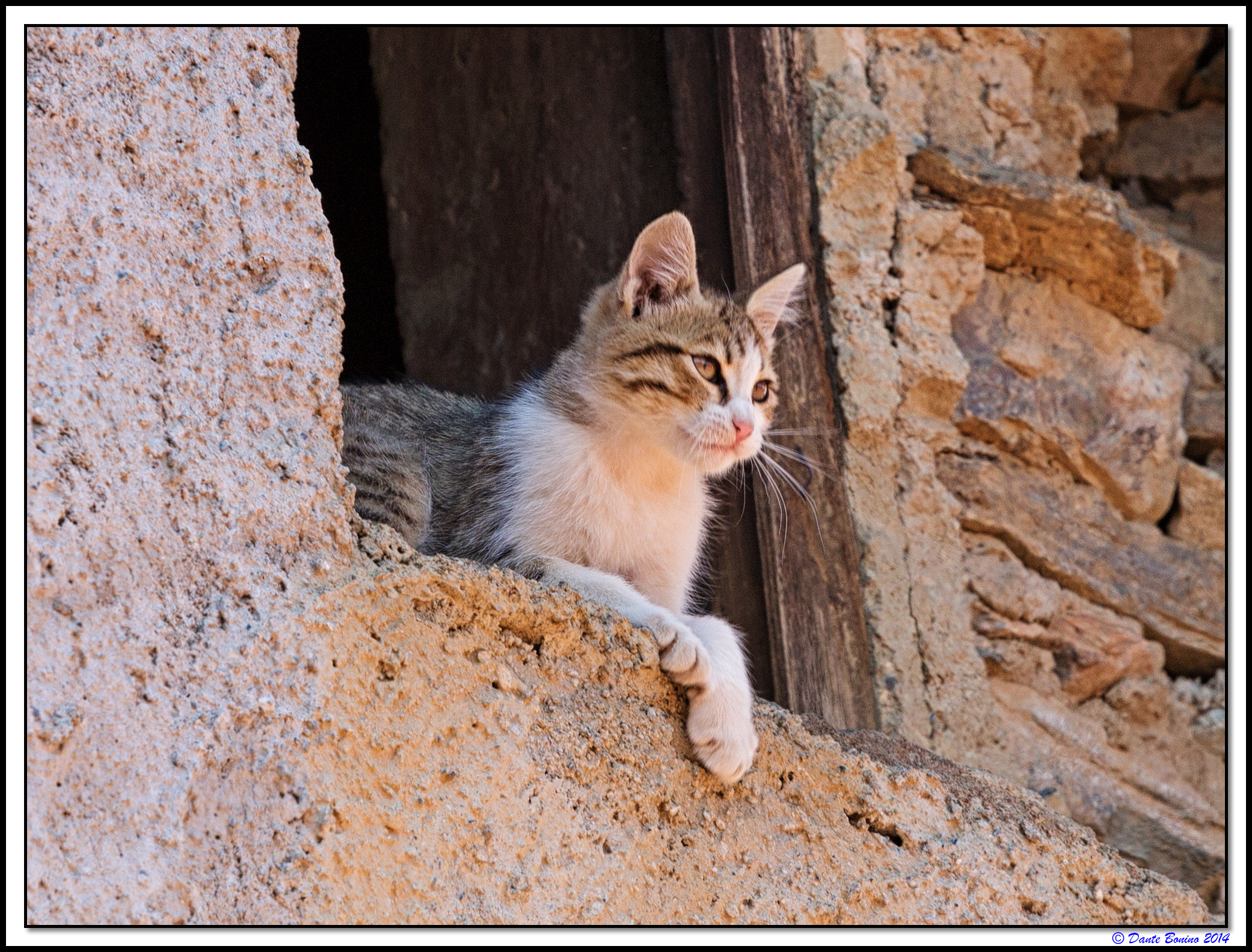 Piccola Vedetta Felina