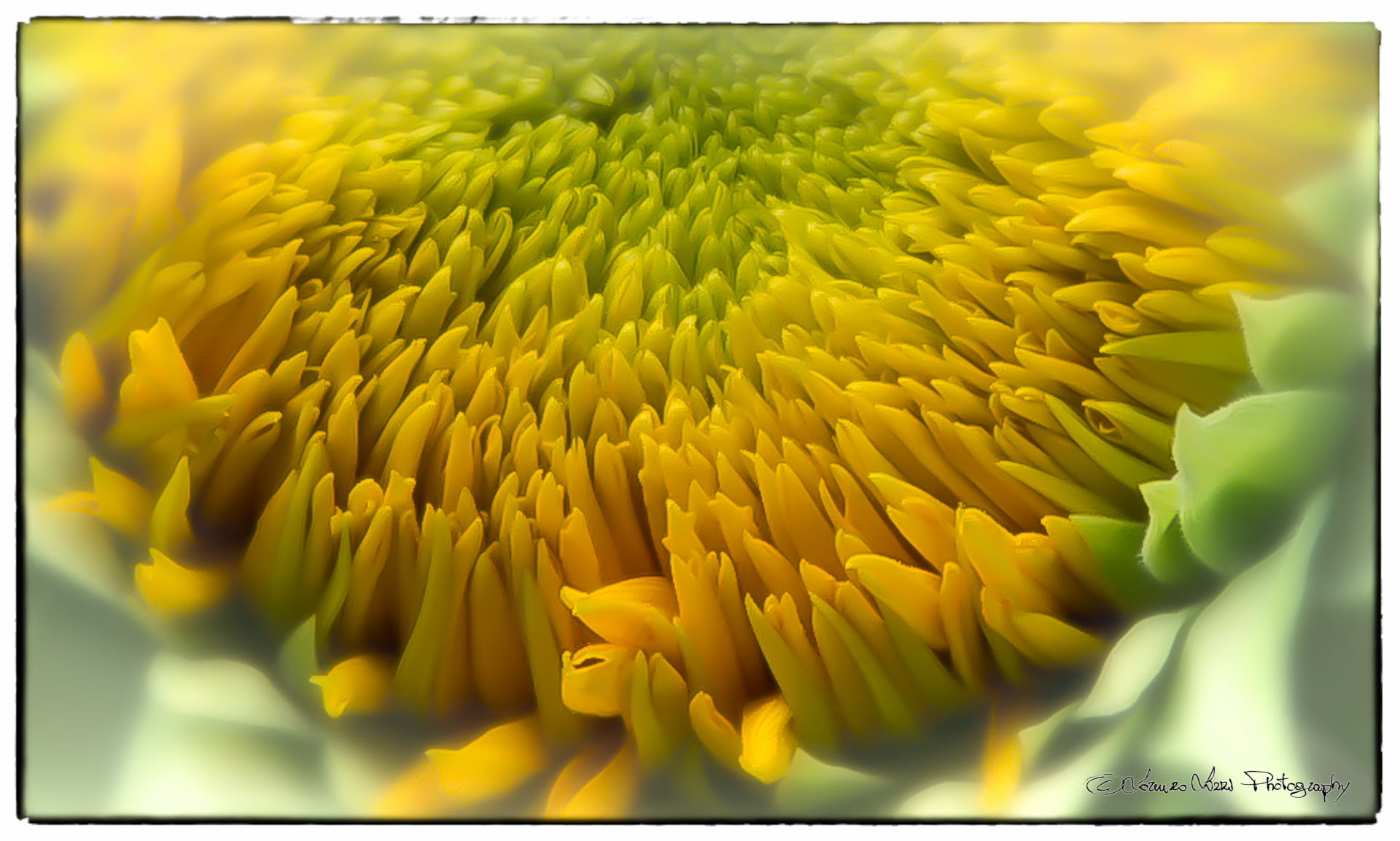 anemones sunflower