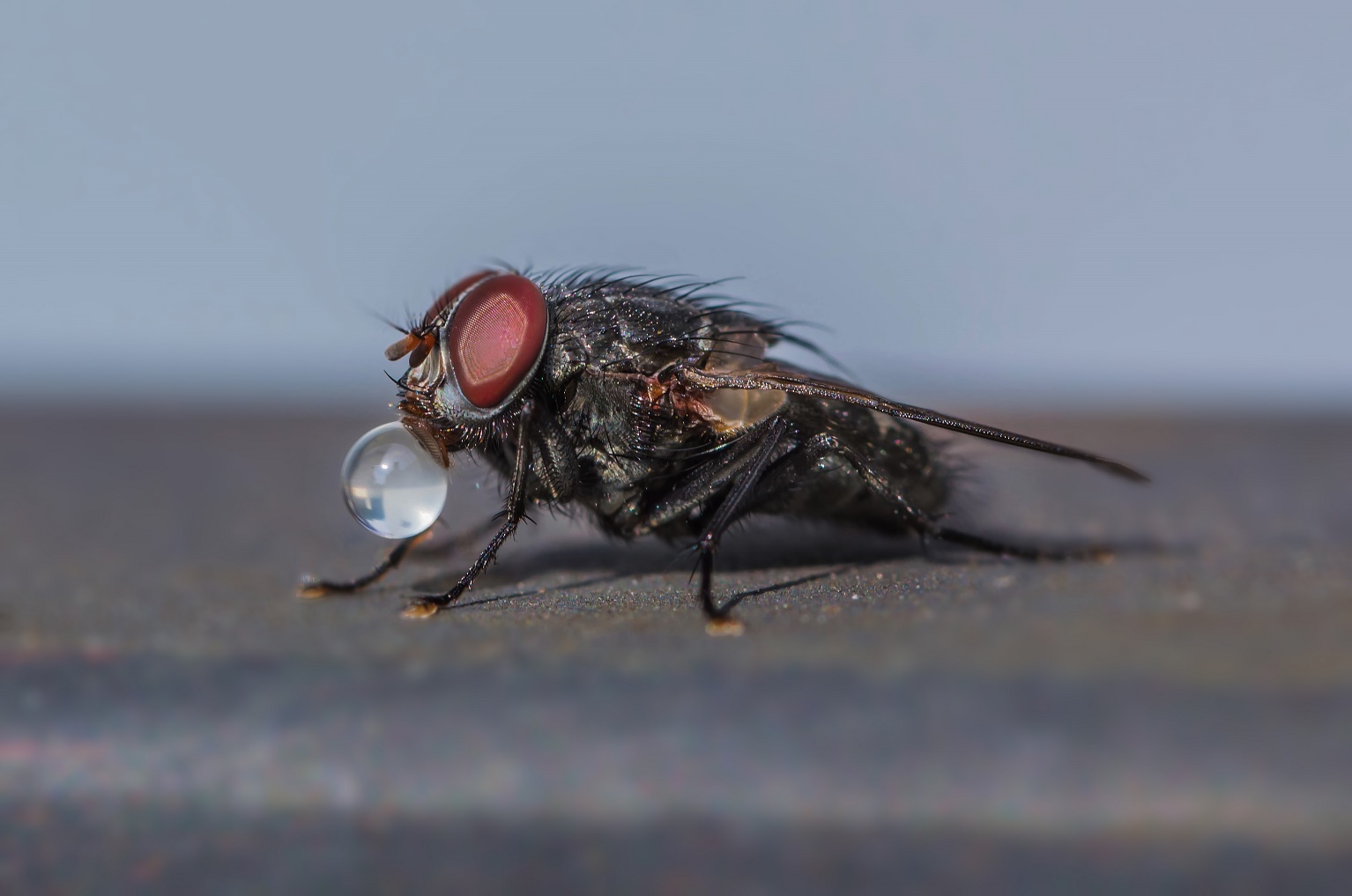 Fly with chewing gum